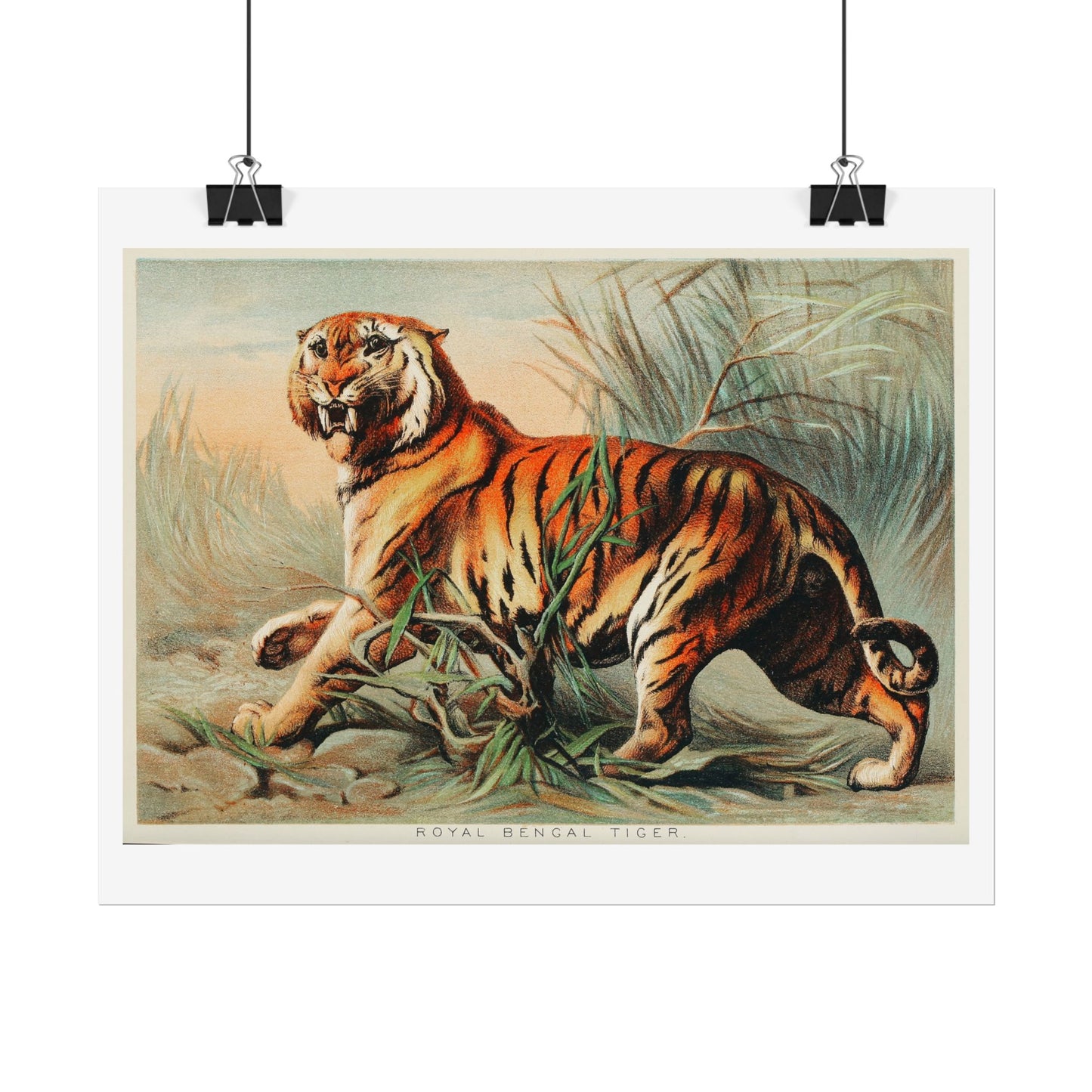 Royal Bengal Tiger - From "Johnson's Household Book of Nature"