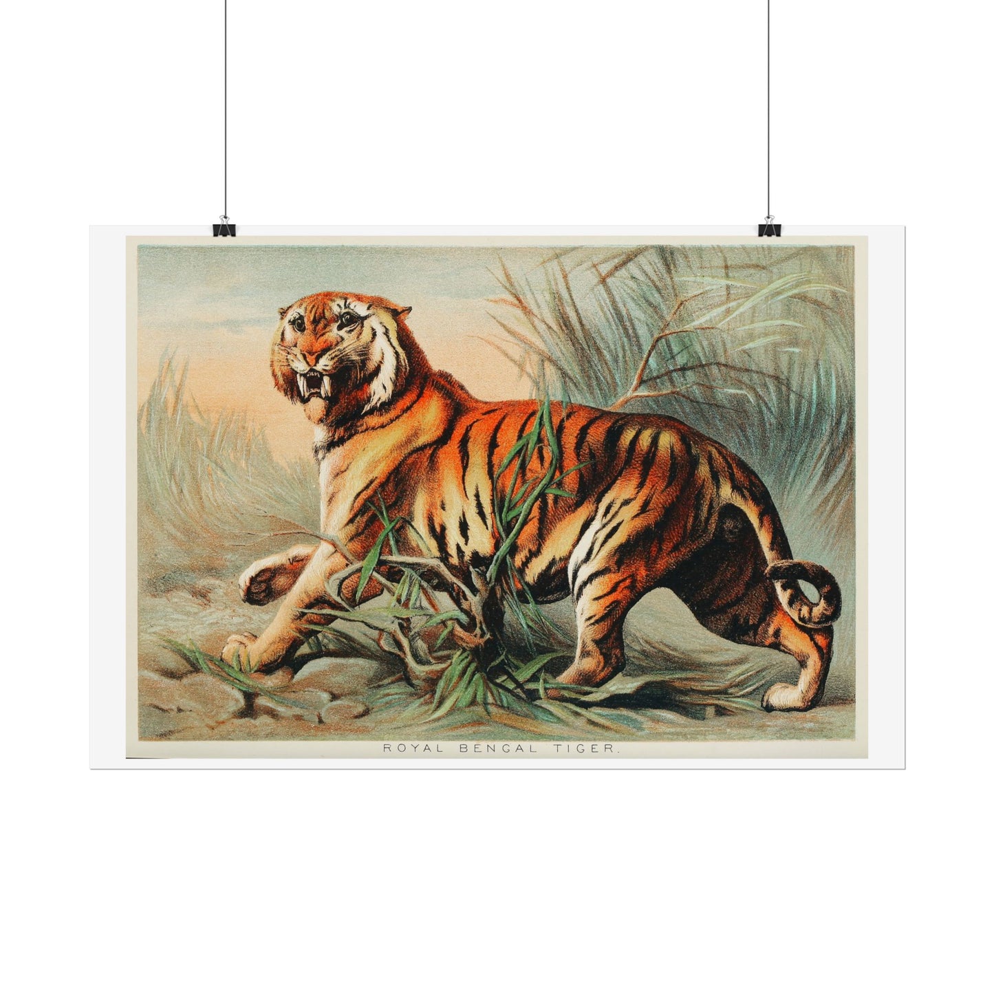 Royal Bengal Tiger - From "Johnson's Household Book of Nature"