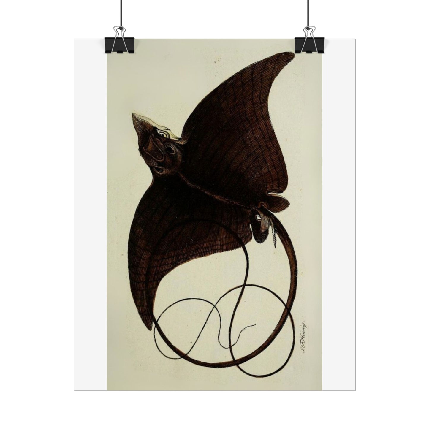 Long-Headed Eagle Ray