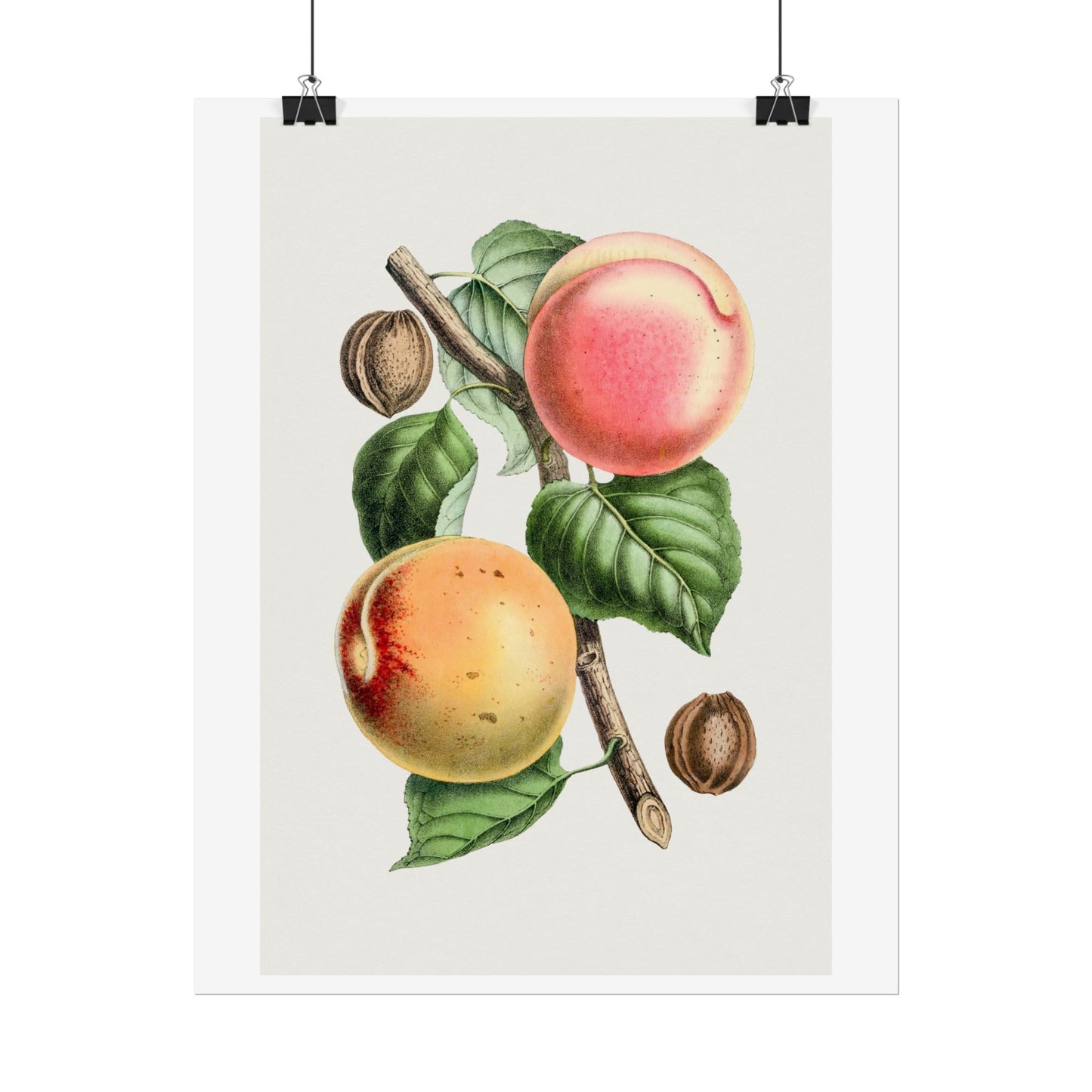 Apricot - Biodiversity Heritage Library