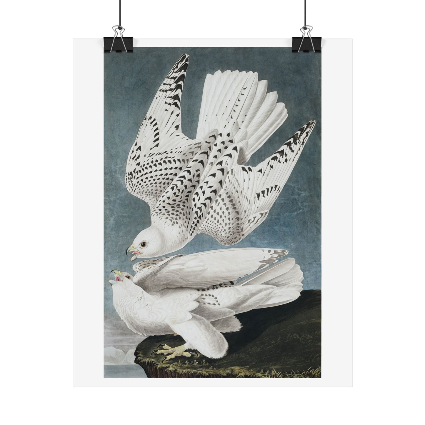 Iceland or Jer Falcon - from "The Birds of America"