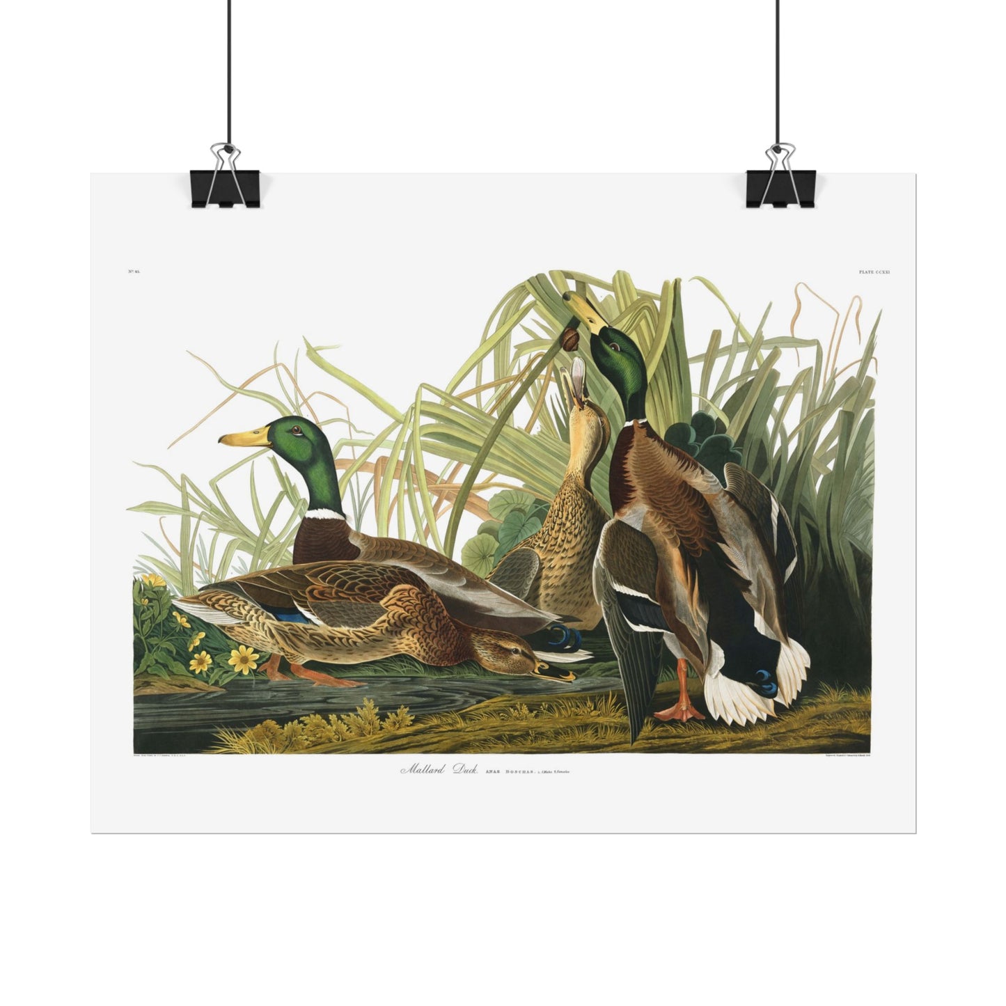 Mallard Duck - From "The Birds of America"