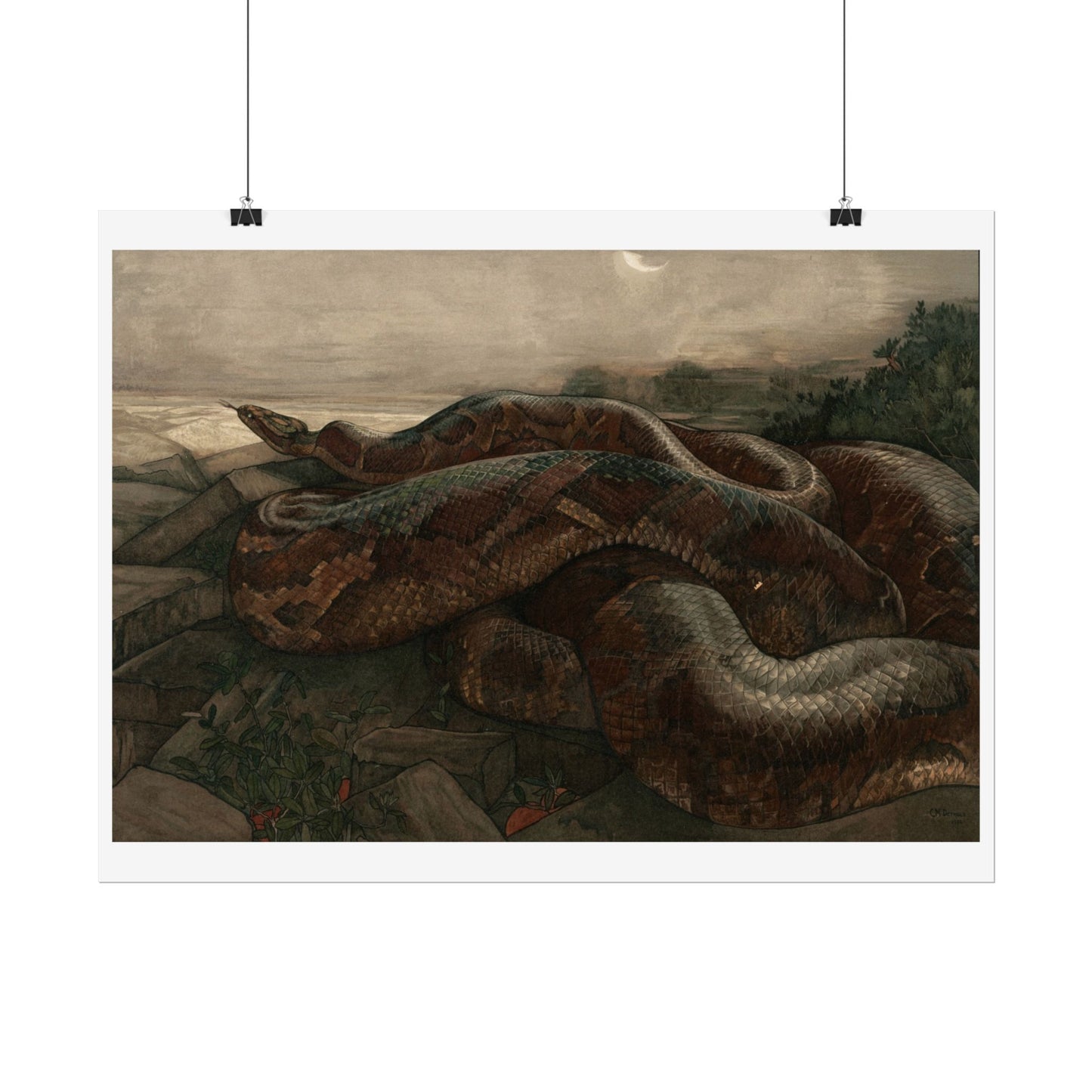 Kaa the Python - From "The Jungle Book"