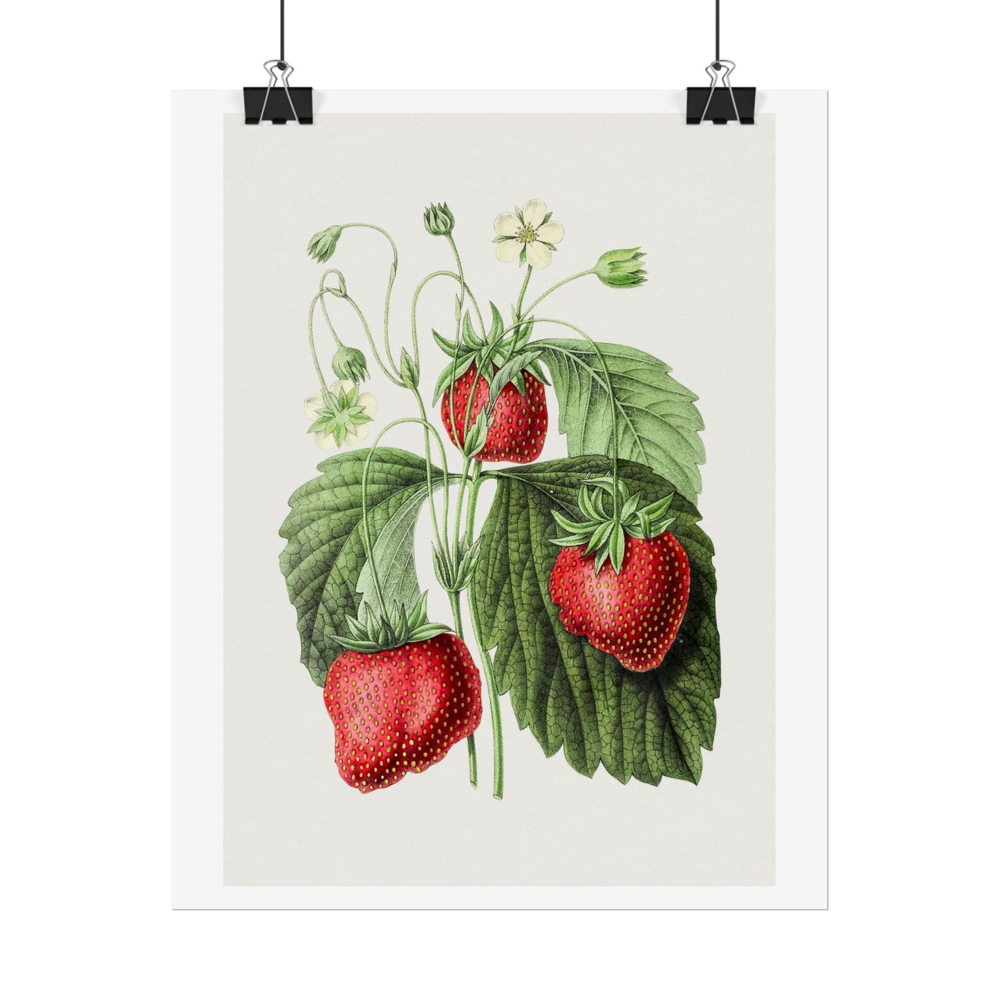 Strawberry - Biodiversity Heritage Library