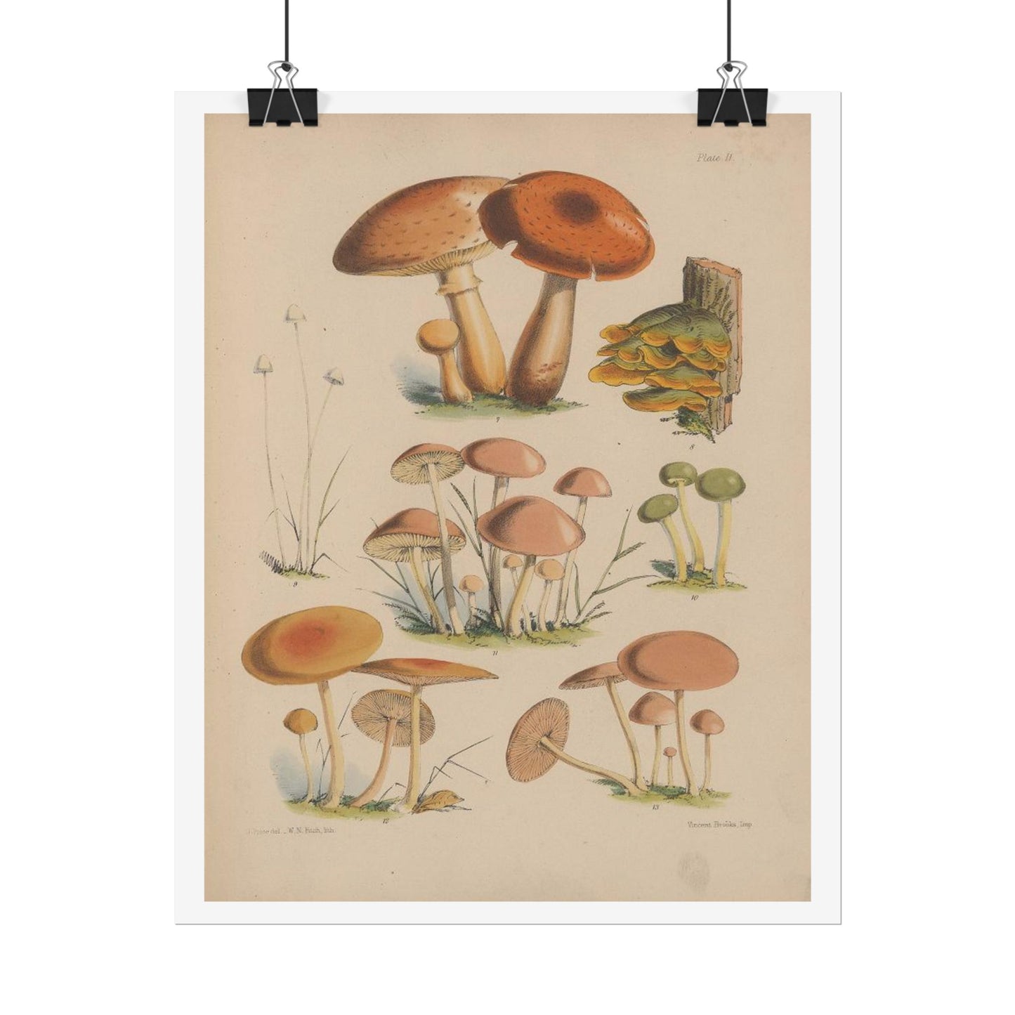 Illustrations of the fungi of our fields and woods