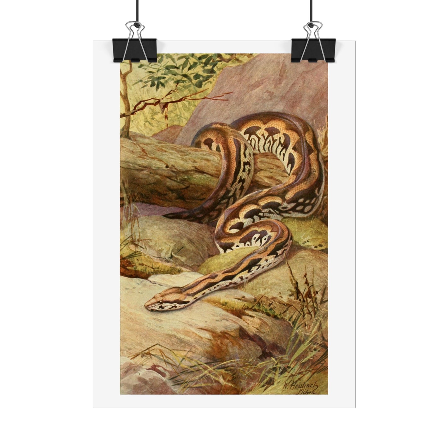 Anaconda - Colourised engraving from "Brehm's Life of Animals"