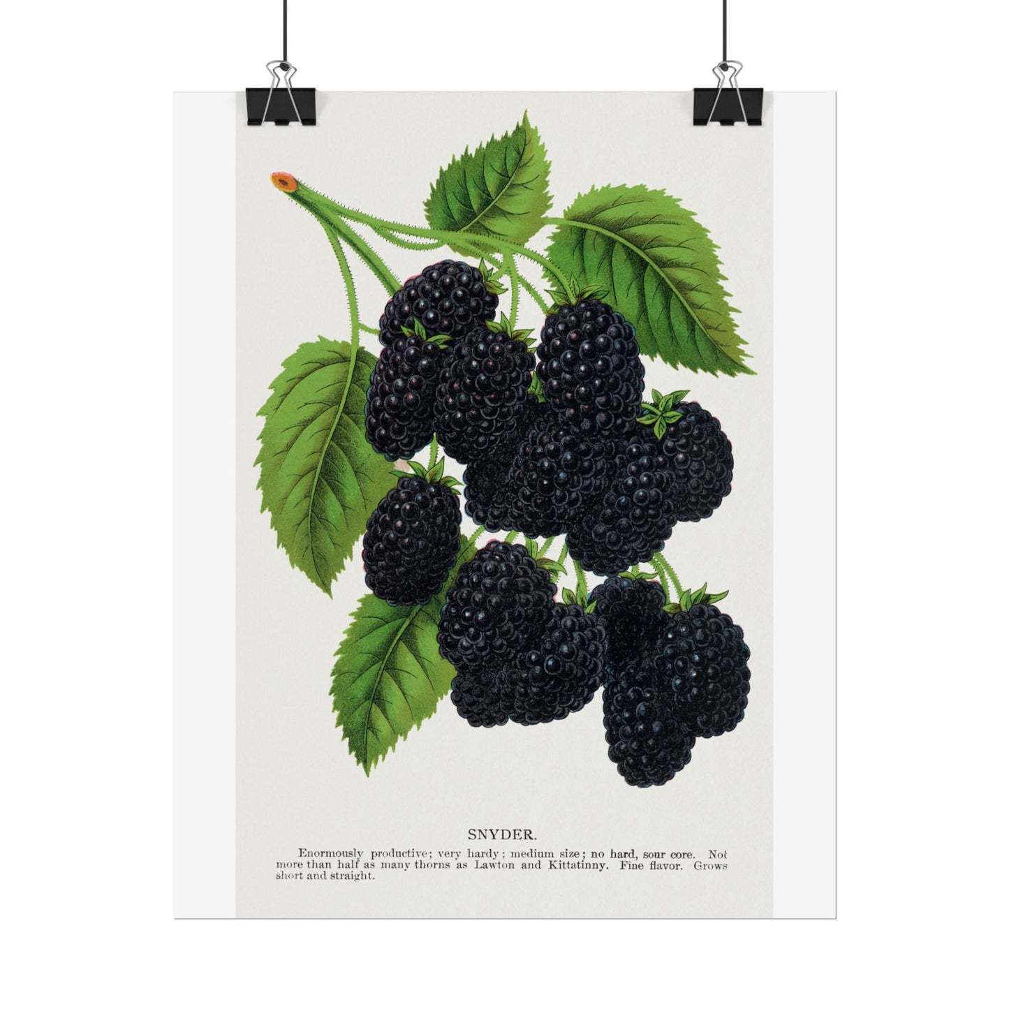 Snyder Blackberry - Lithograph from Botanical Specimen