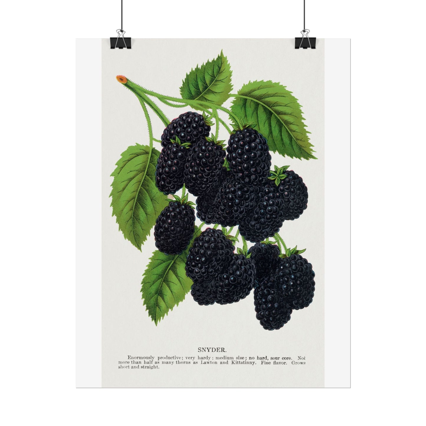 Snyder Blackberry - Lithograph from Botanical Specimen