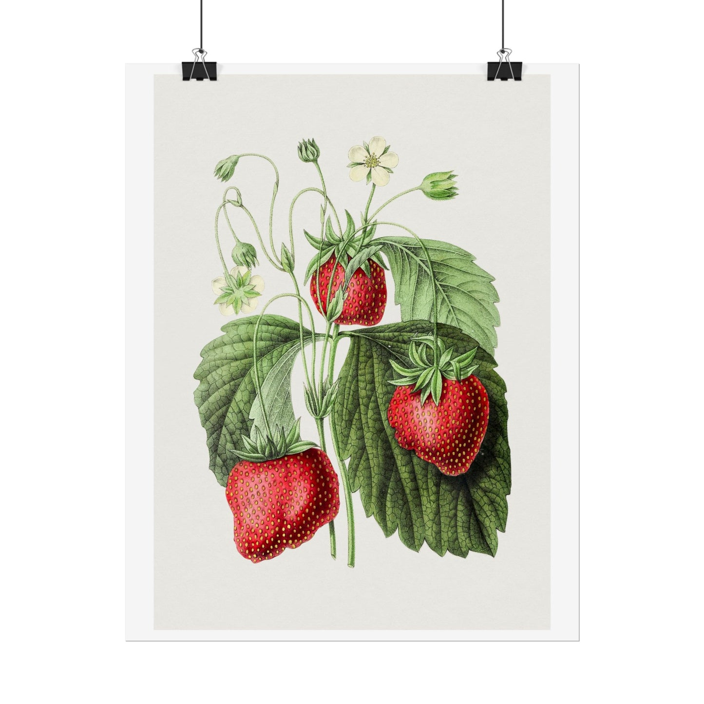 Strawberry - Biodiversity Heritage Library