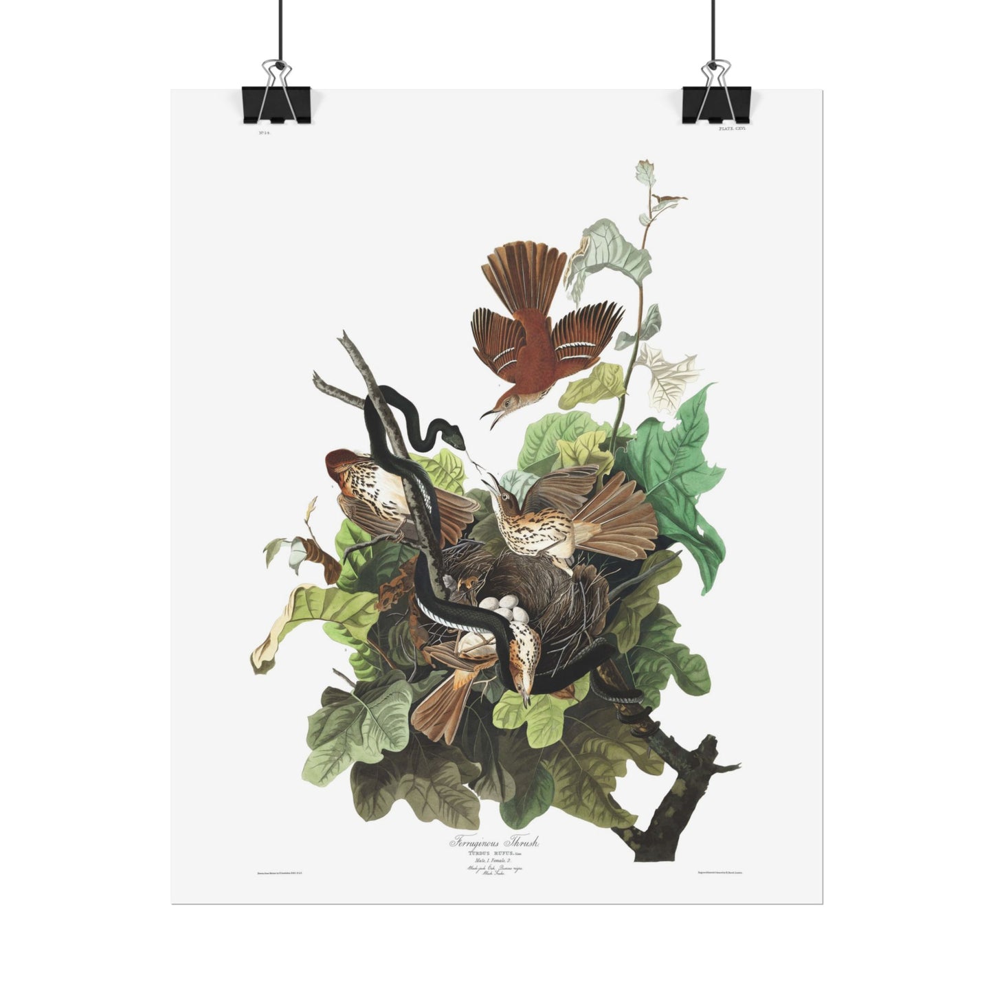 Ferruginous Thrush - from "The Birds of America"