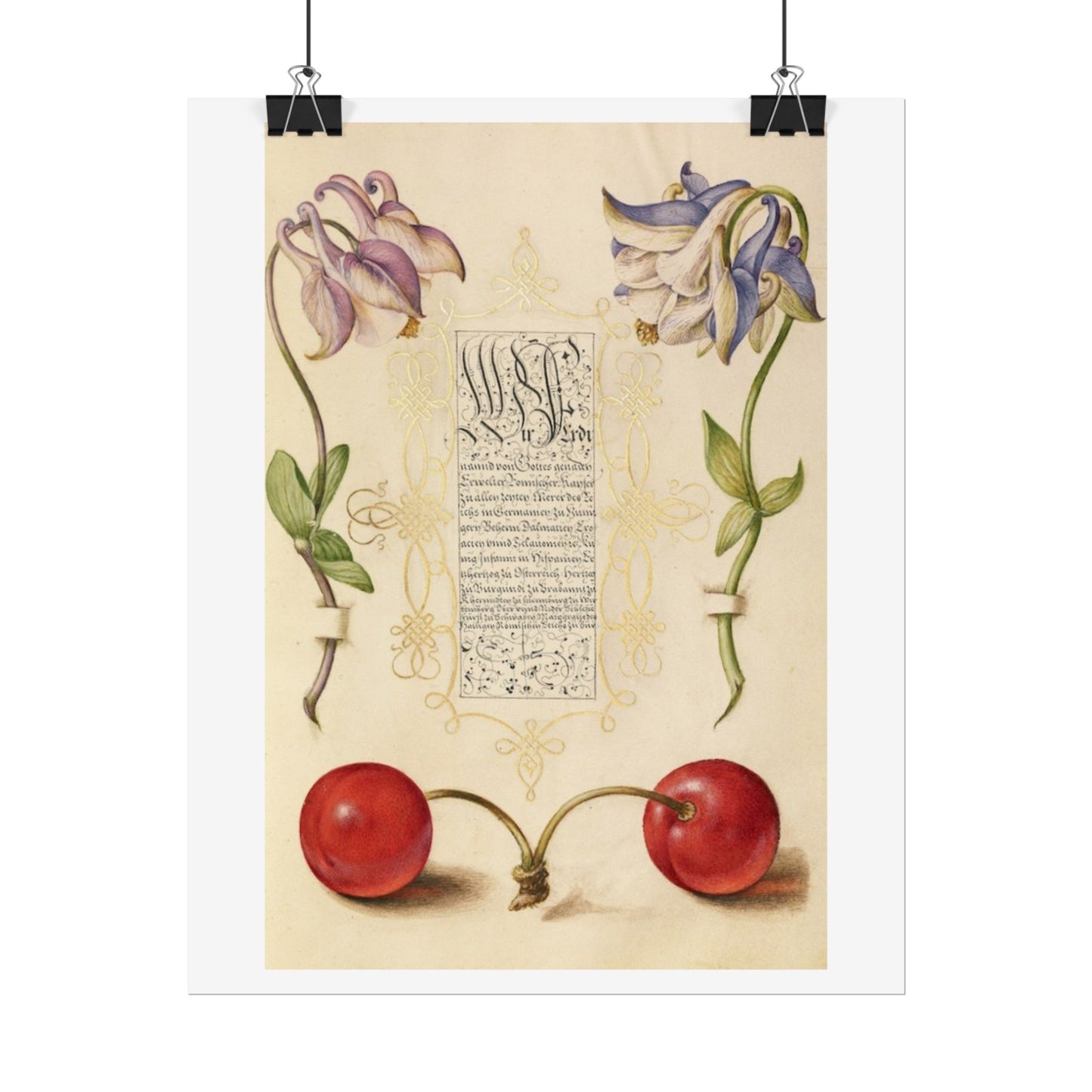 European Columbines and Sweet Cherry