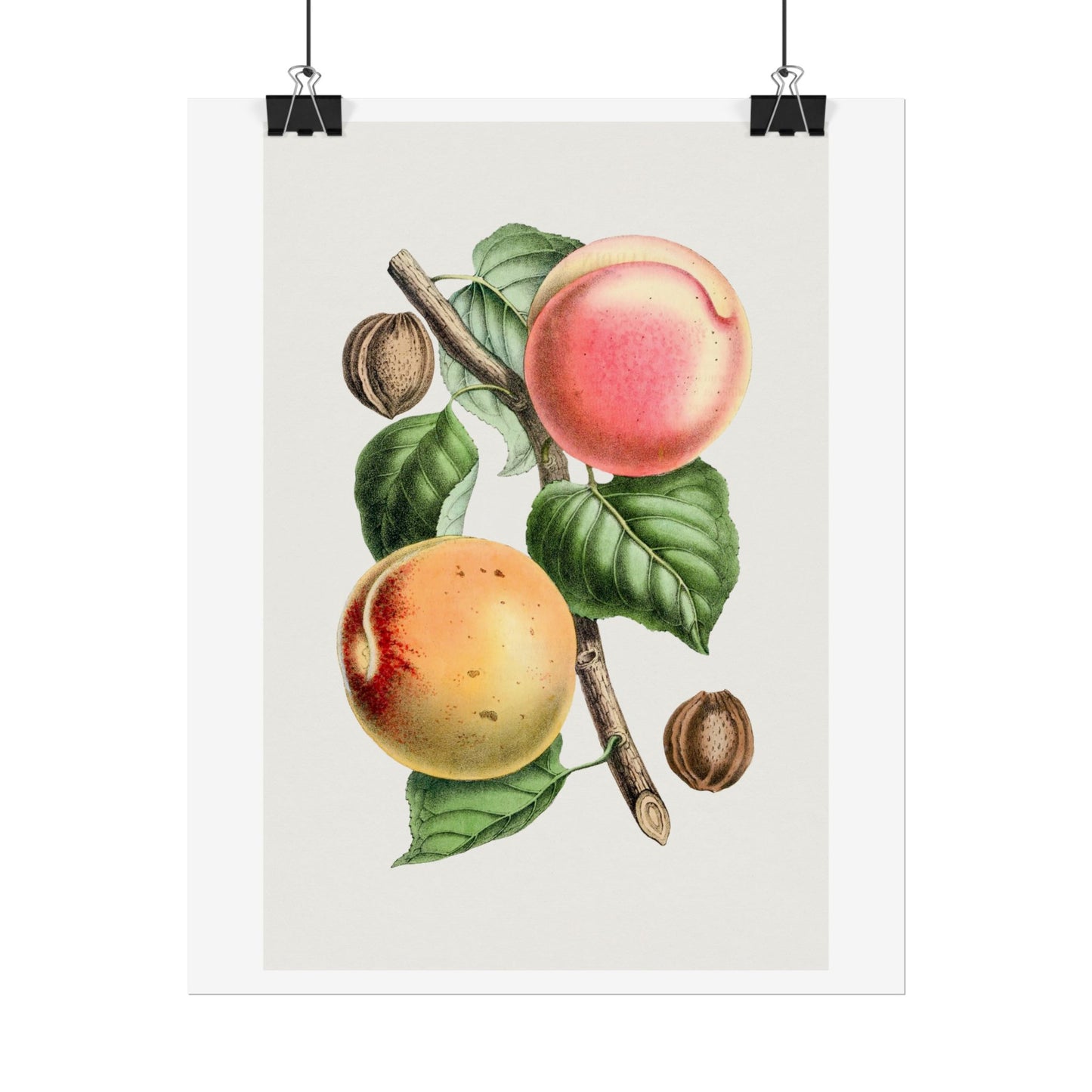 Apricot - Biodiversity Heritage Library