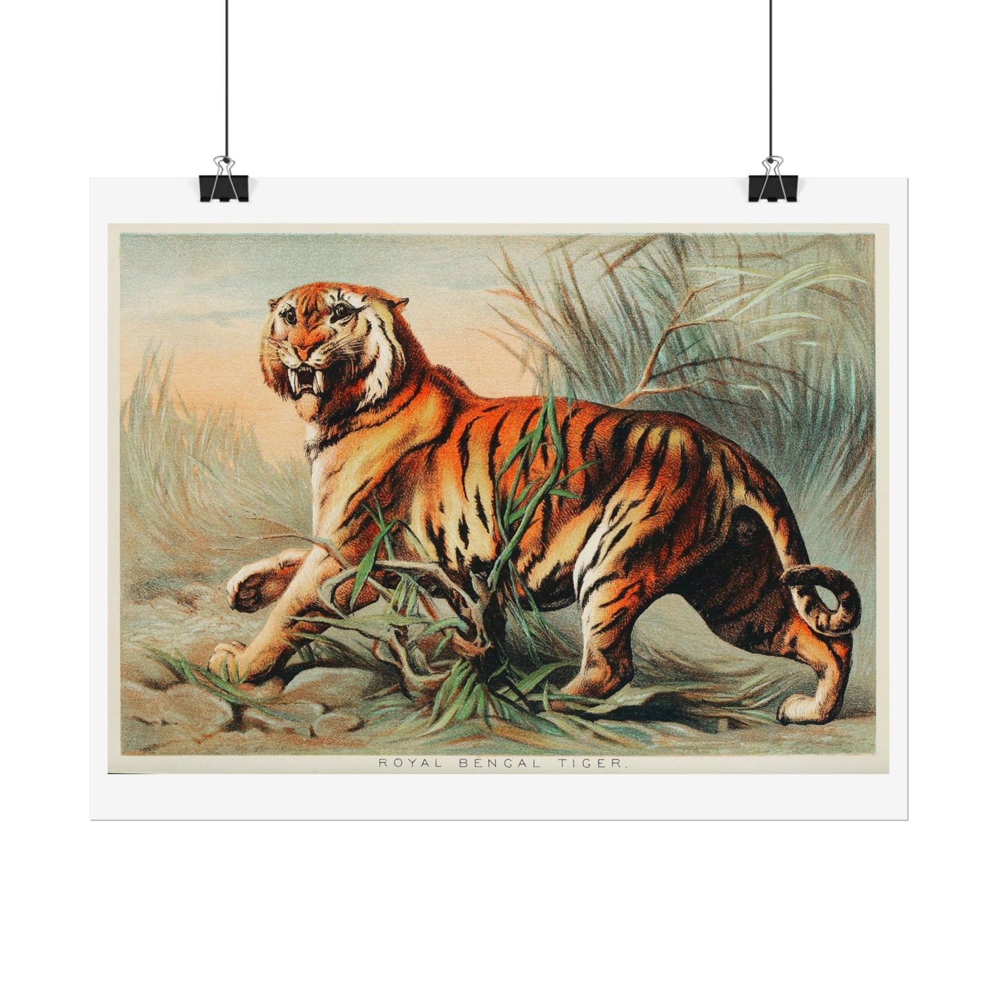 Royal Bengal Tiger - From "Johnson's Household Book of Nature"