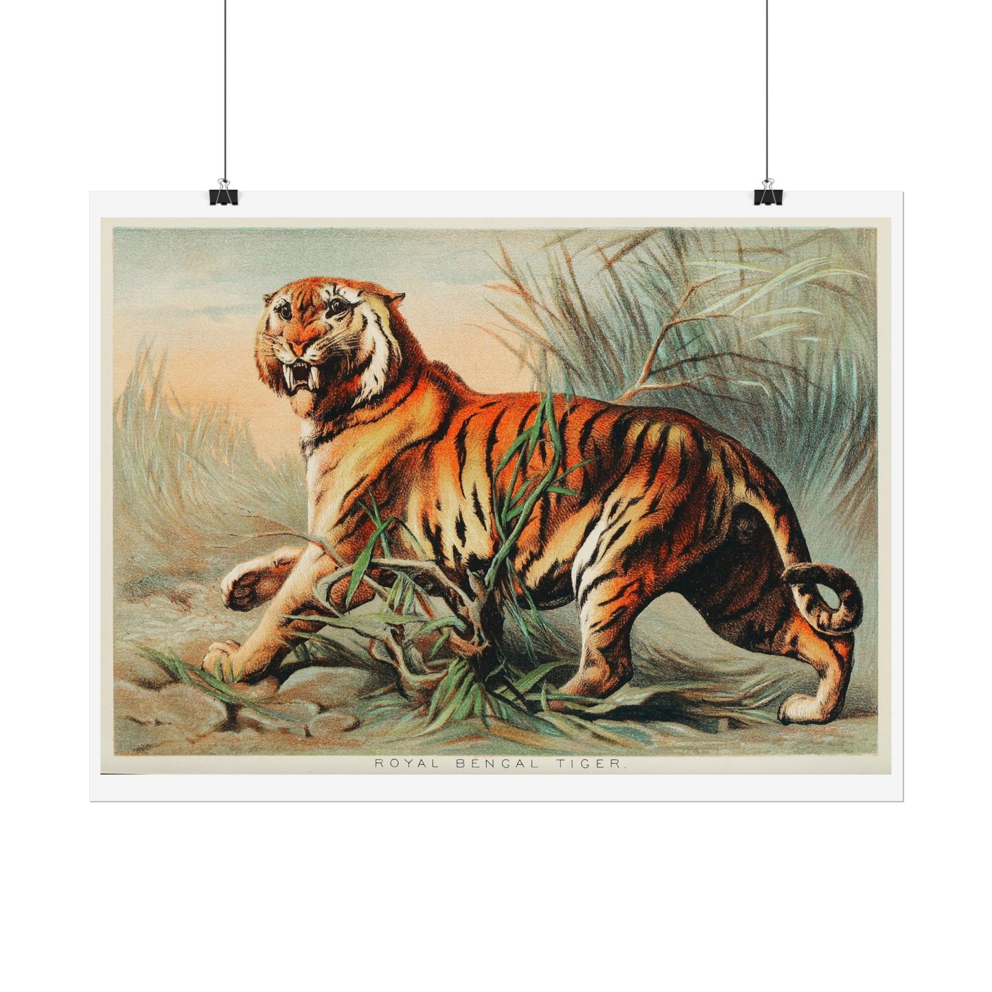Royal Bengal Tiger - From "Johnson's Household Book of Nature"