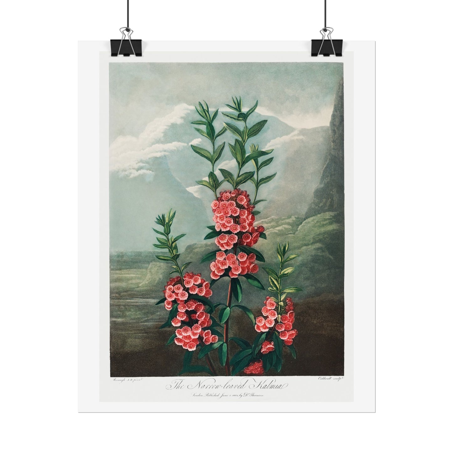 The Narrow-Leaved Kalmia from the Temple of Flora