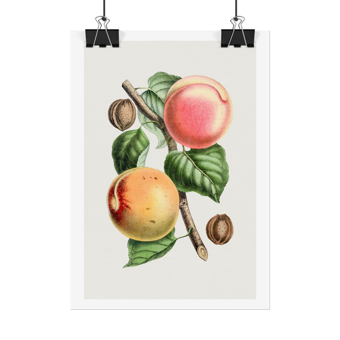 Apricot - Biodiversity Heritage Library