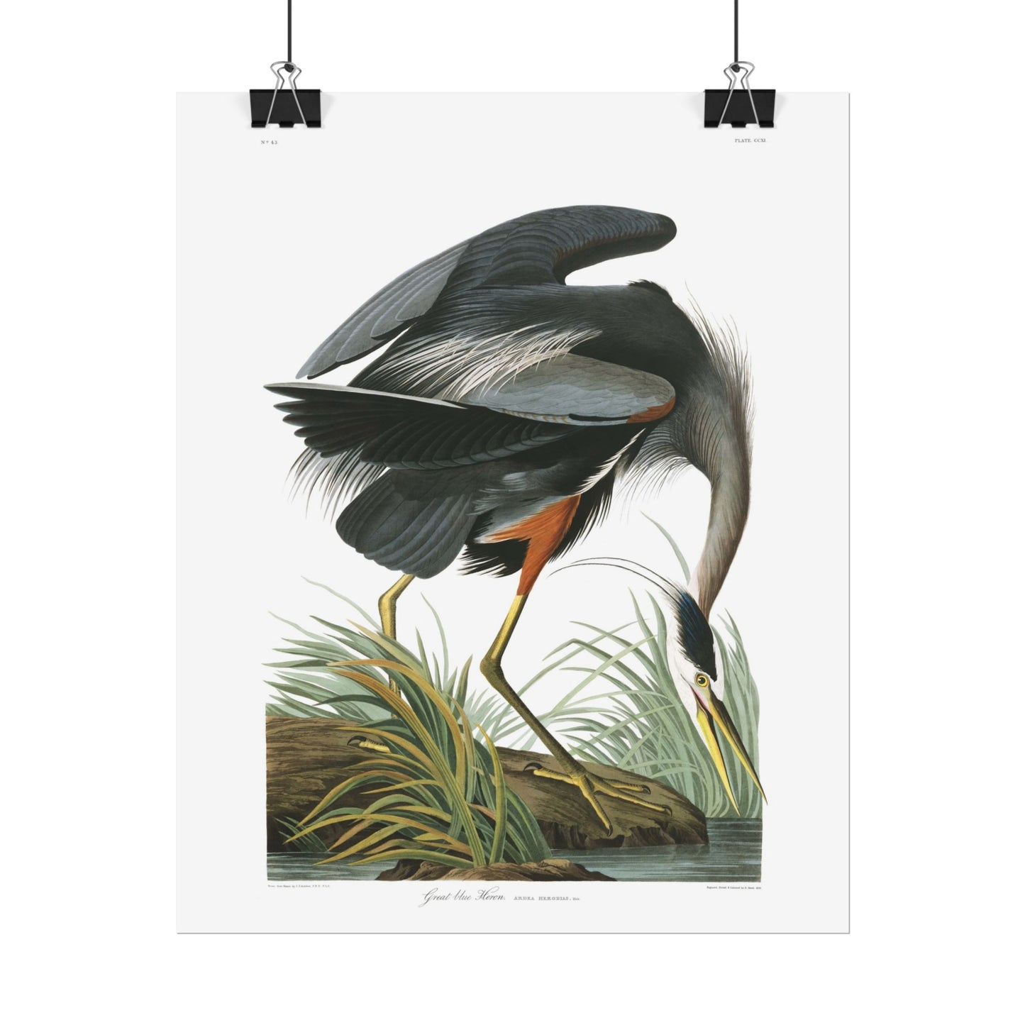 Great Blue Heron - from "The Birds of America"