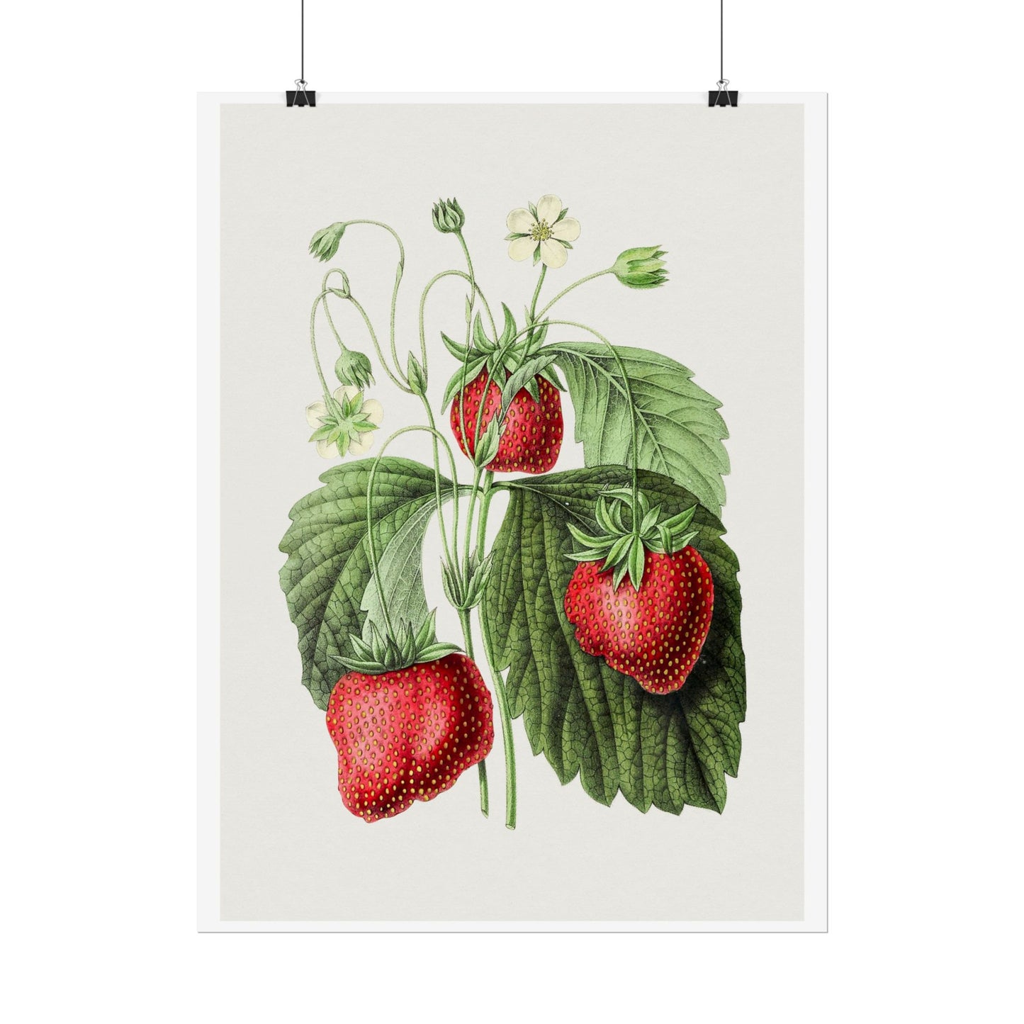 Strawberry - Biodiversity Heritage Library