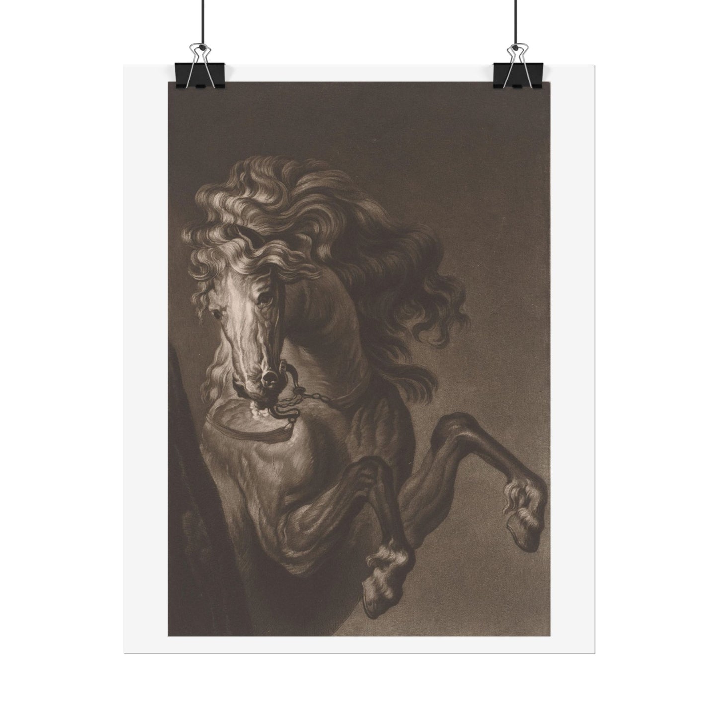 Study of a Rearing Horse