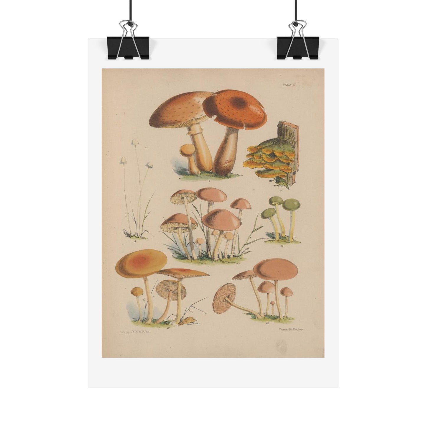 Illustrations of the fungi of our fields and woods