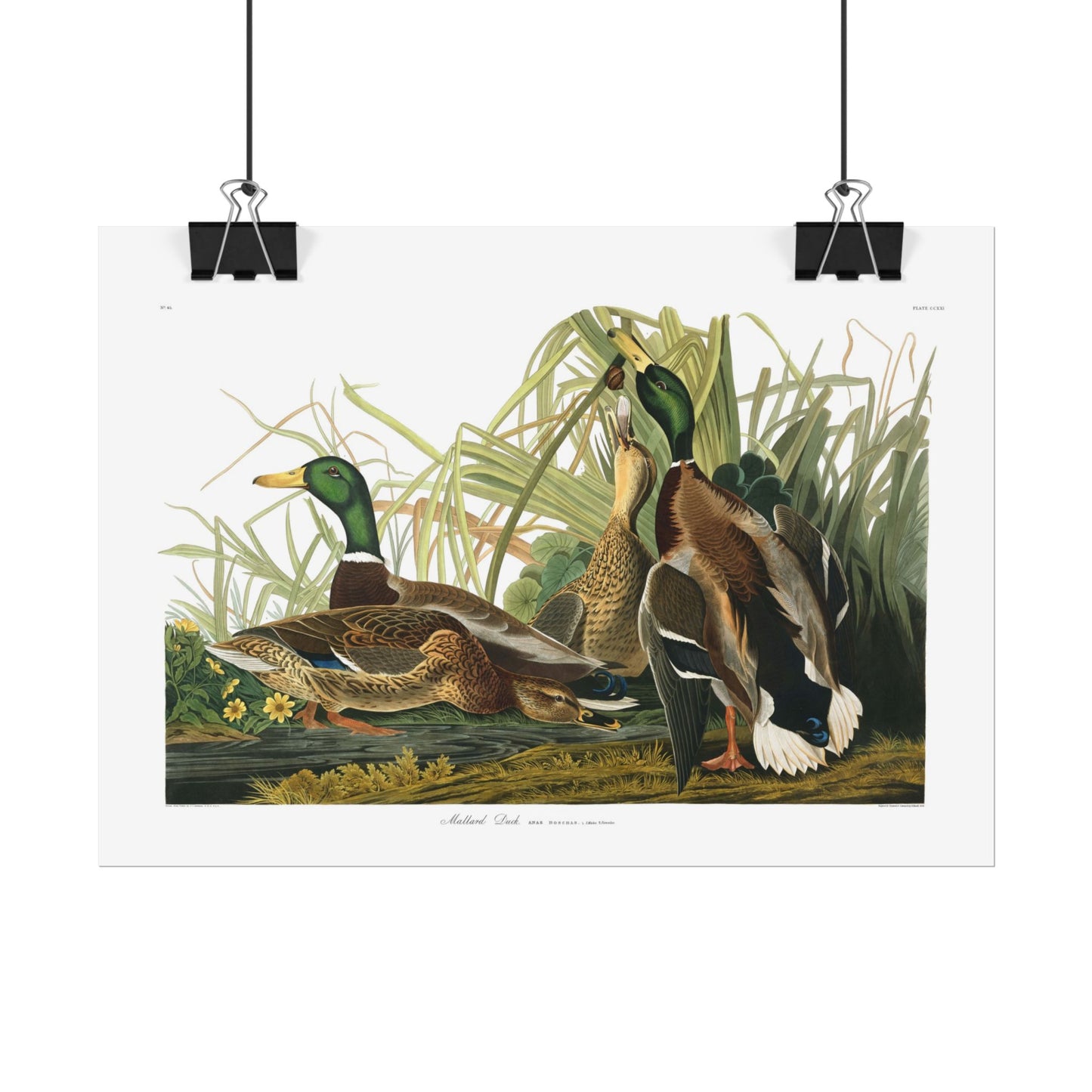 Mallard Duck - From "The Birds of America"