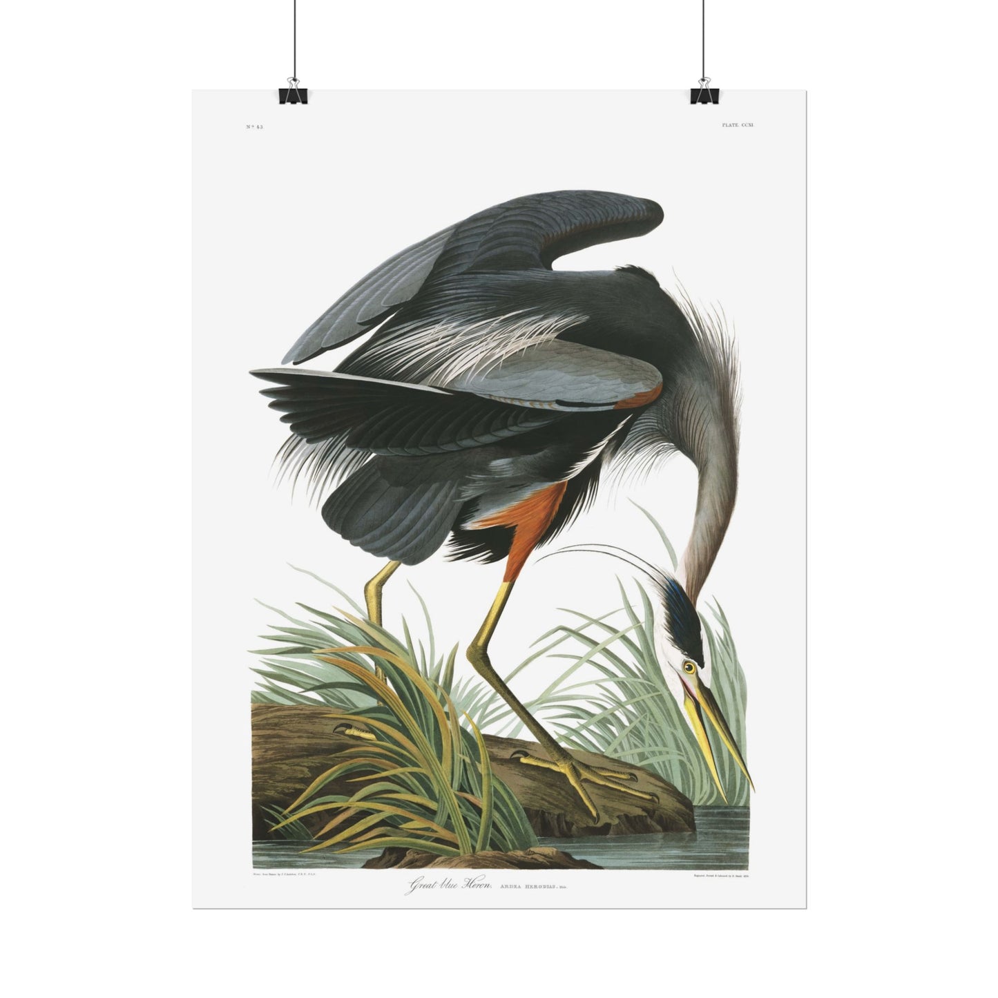 Great Blue Heron - from "The Birds of America"