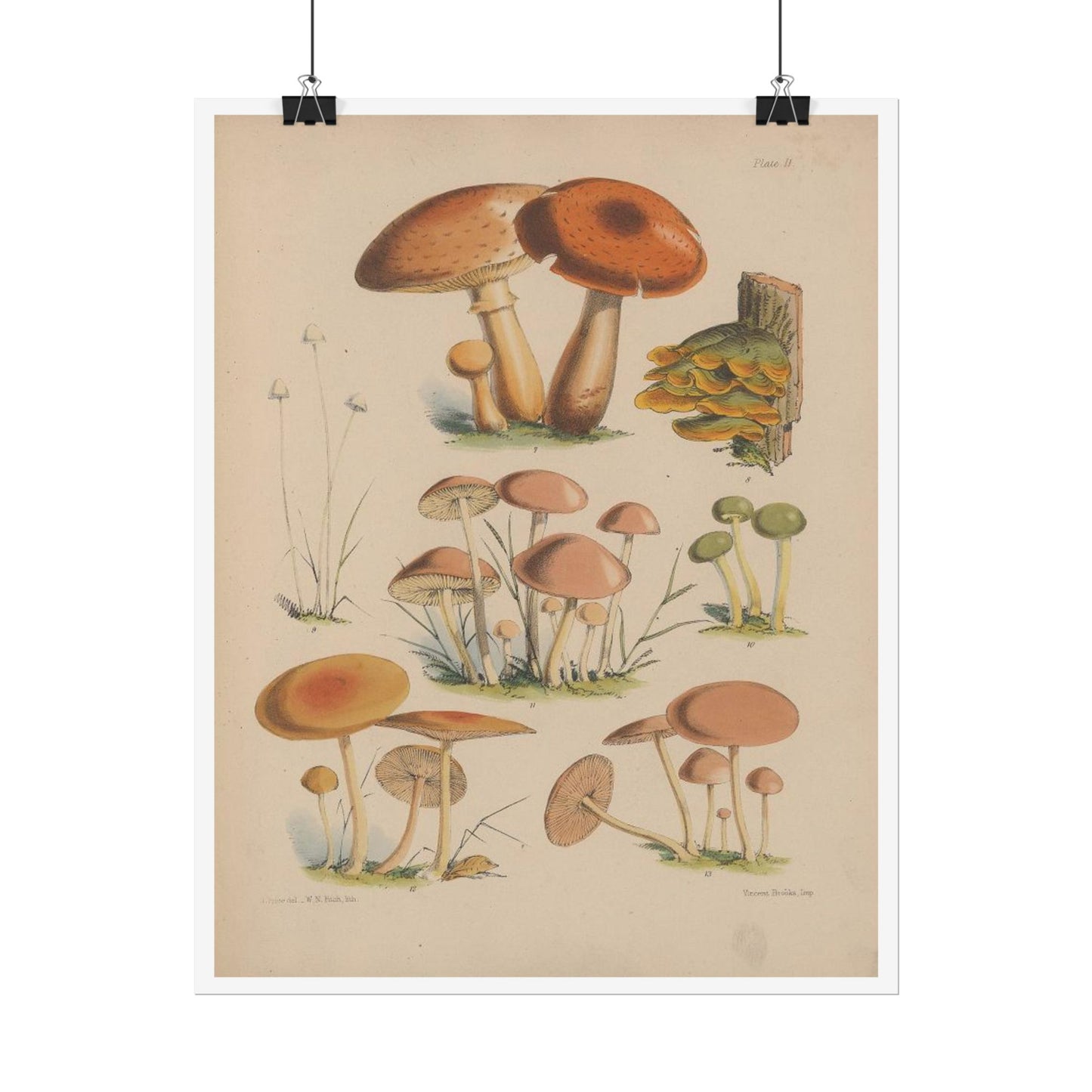 Illustrations of the fungi of our fields and woods