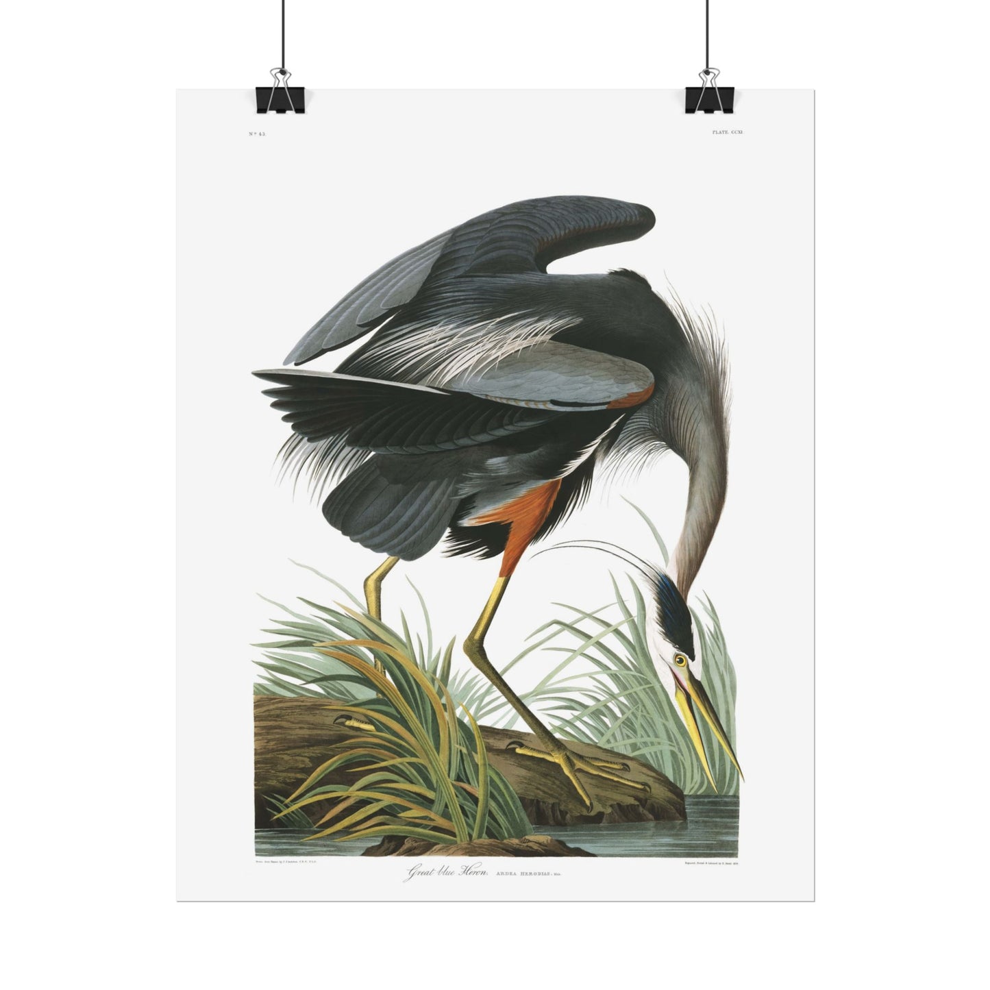 Great Blue Heron - from "The Birds of America"
