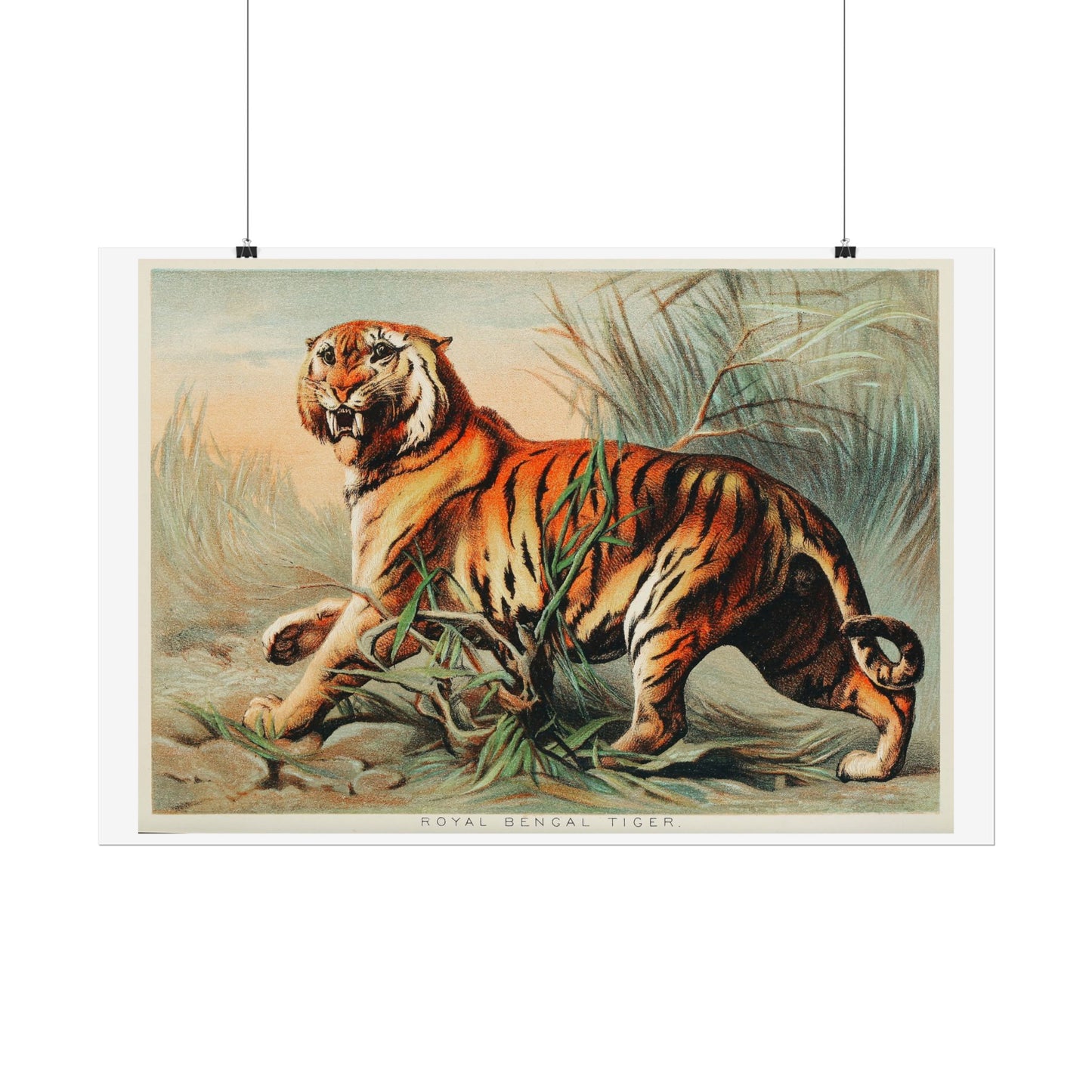 Royal Bengal Tiger - From "Johnson's Household Book of Nature"