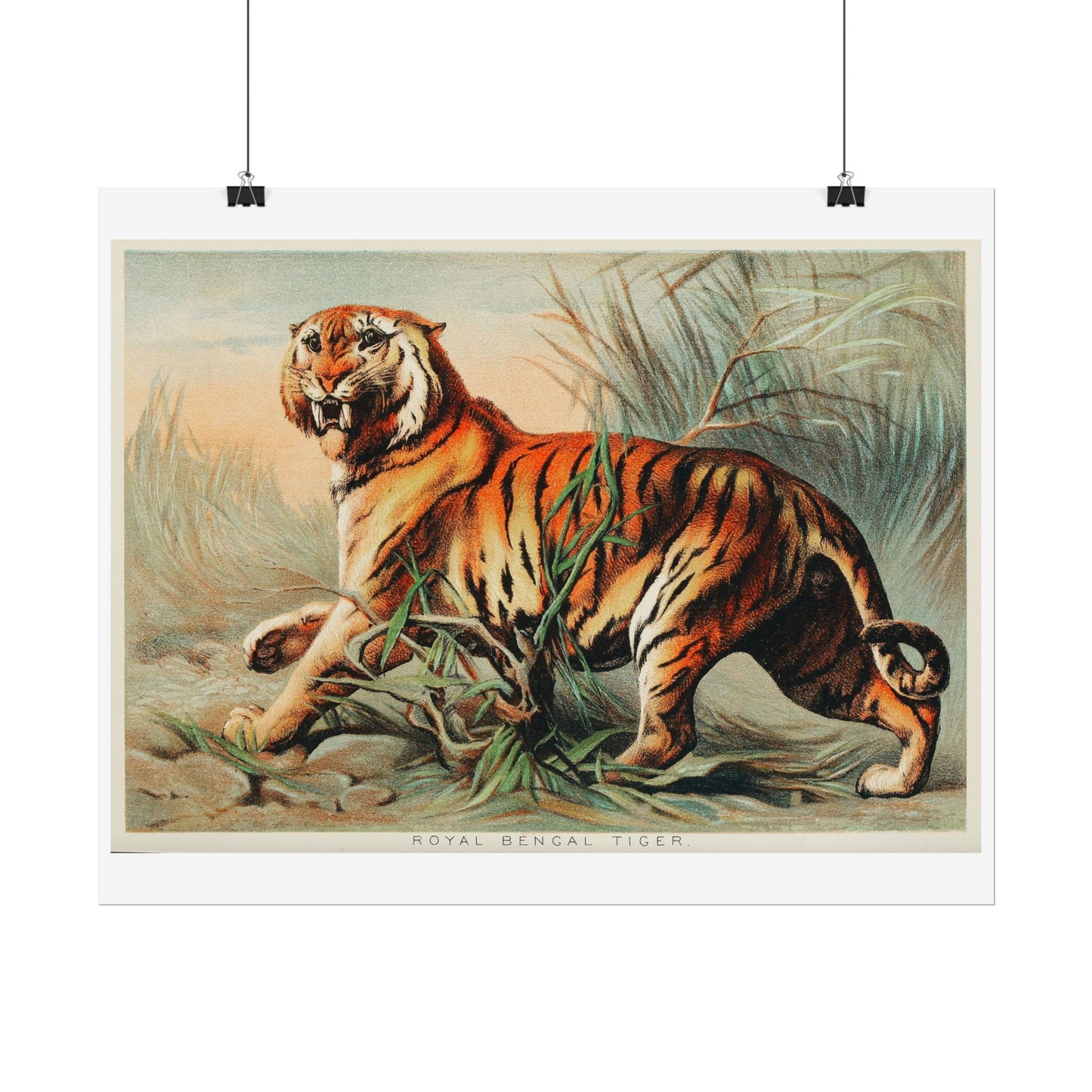 Royal Bengal Tiger - From "Johnson's Household Book of Nature"