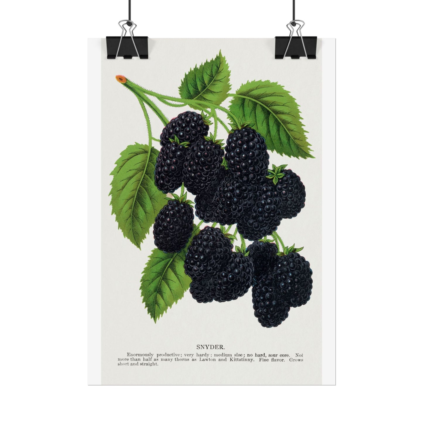Snyder Blackberry - Lithograph from Botanical Specimen