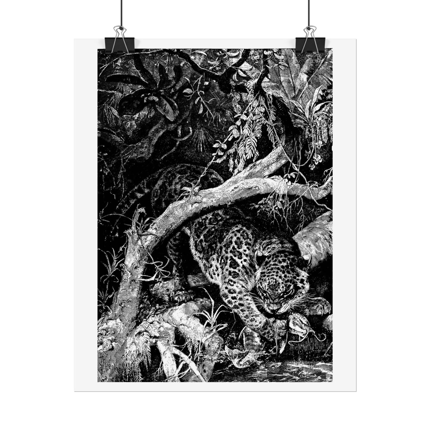 Jaguar catching a Fish - Engraving from "Brehm's Life of Animals"