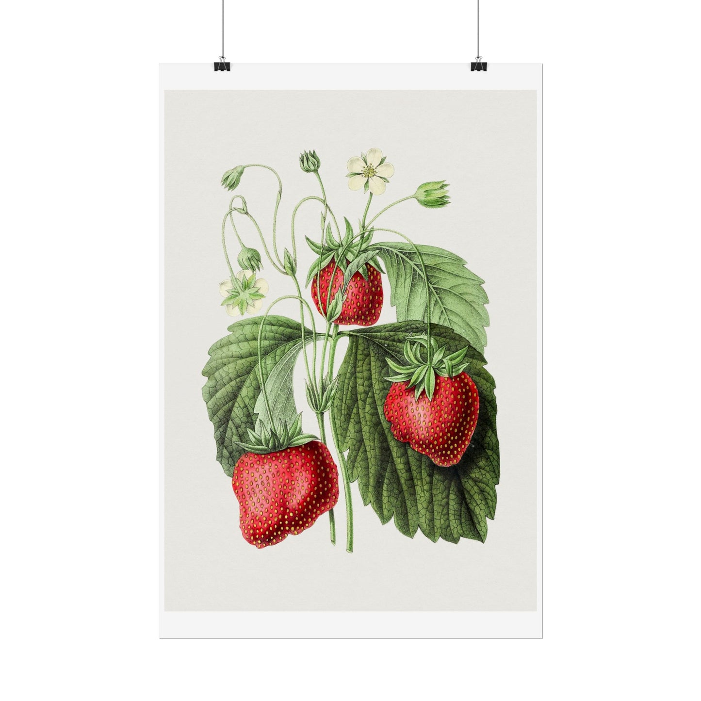 Strawberry - Biodiversity Heritage Library