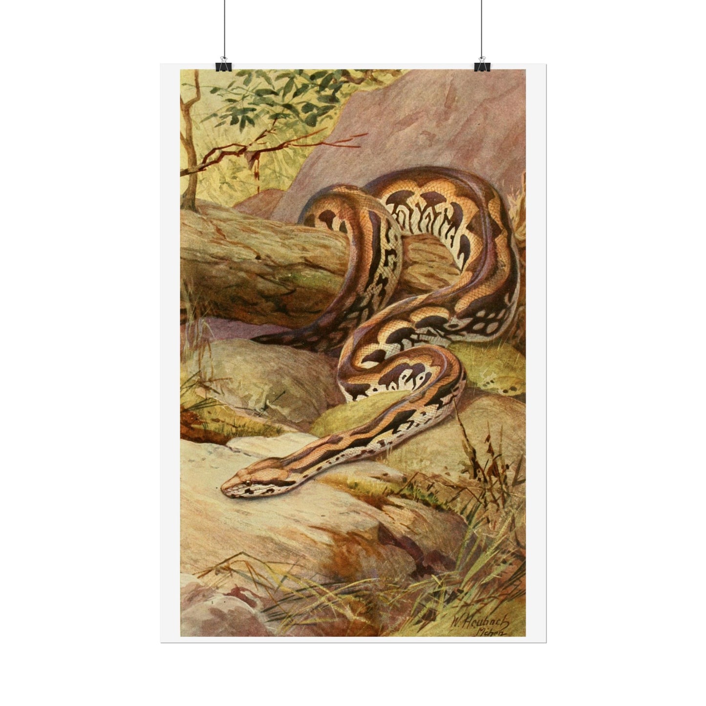 Anaconda - Colourised engraving from "Brehm's Life of Animals"