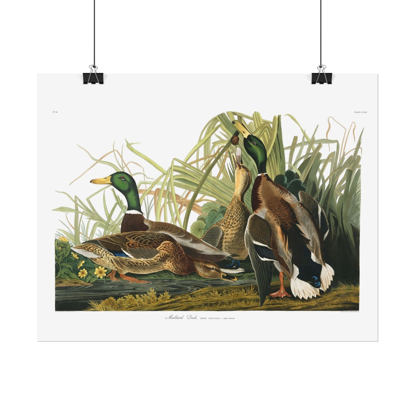 Mallard Duck - From "The Birds of America"