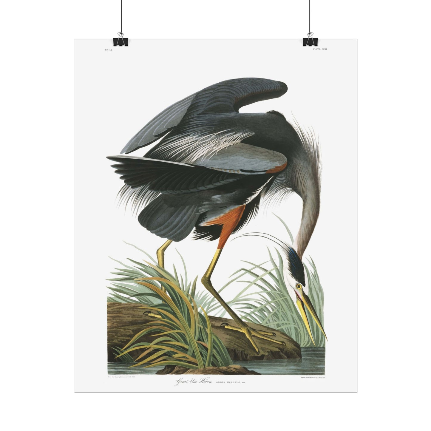 Great Blue Heron - from "The Birds of America"