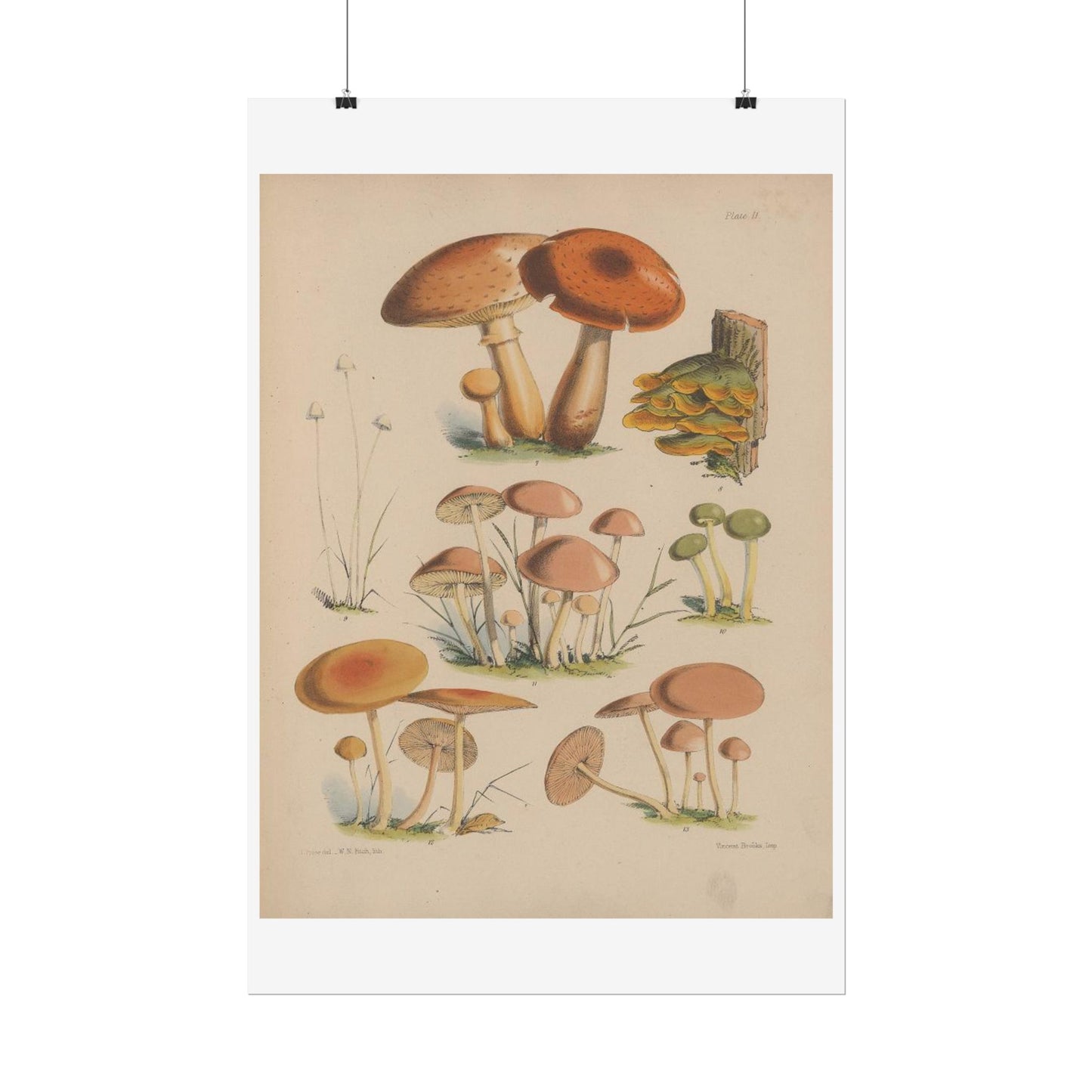 Illustrations of the fungi of our fields and woods