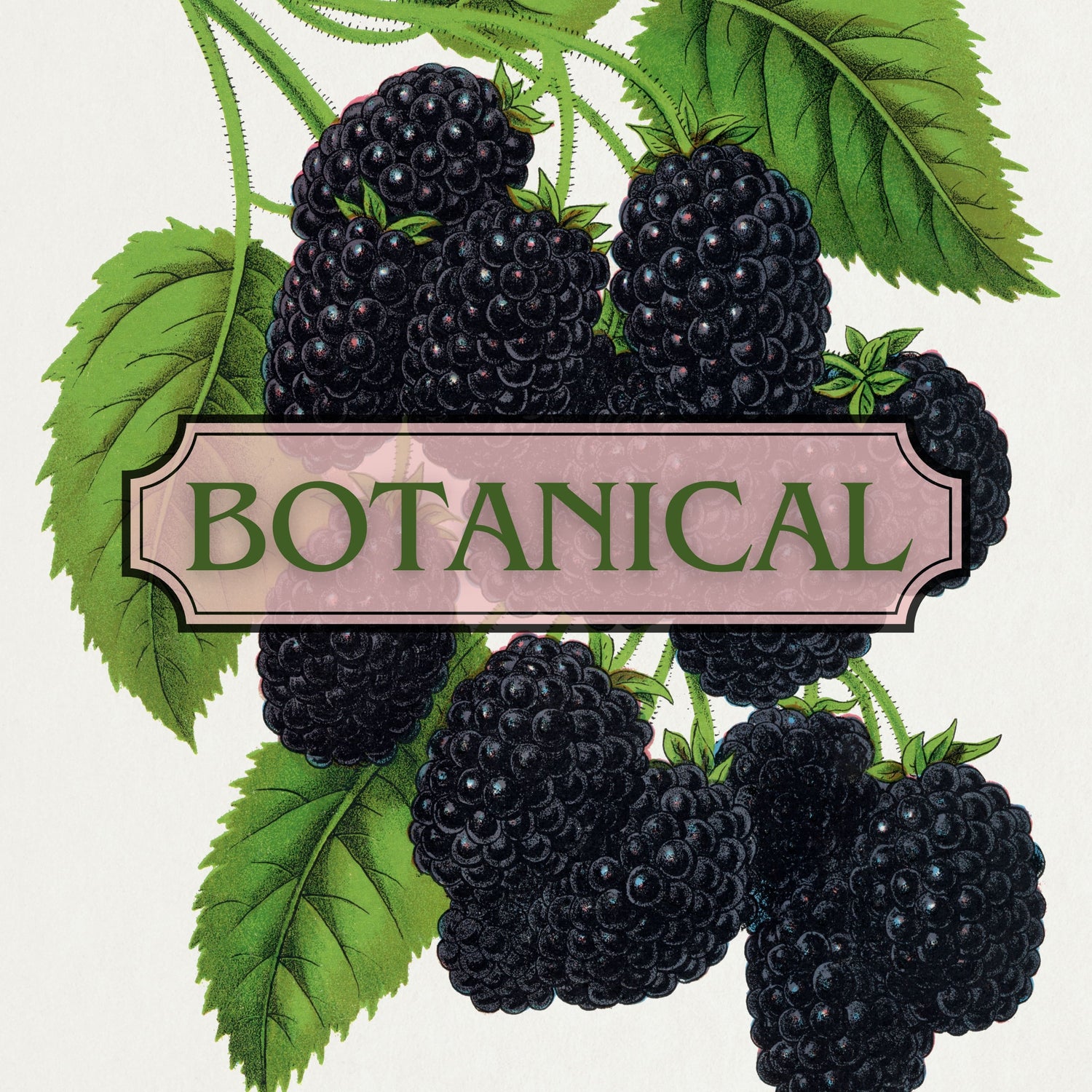 Botanical