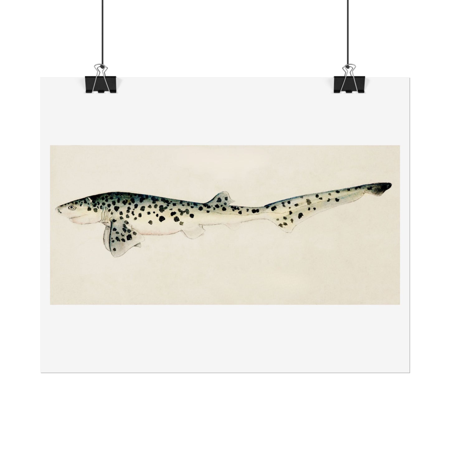 Broad Seven-Gill Shark