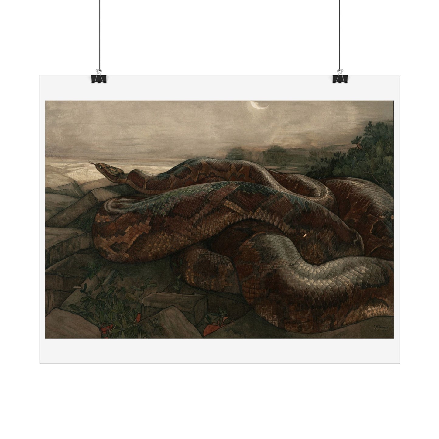 Kaa the Python - From "The Jungle Book"