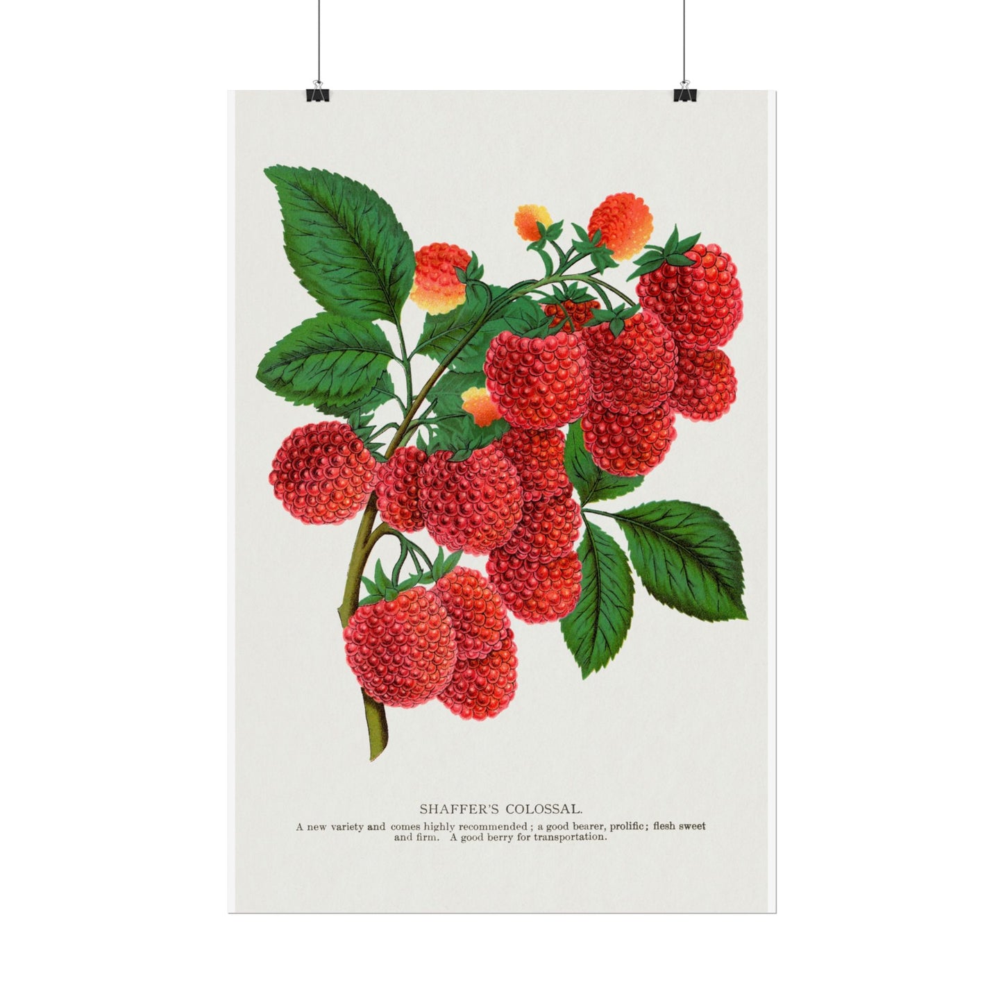 Shaffer's Colossal Raspbery - Lithograph from Botanical Specimen