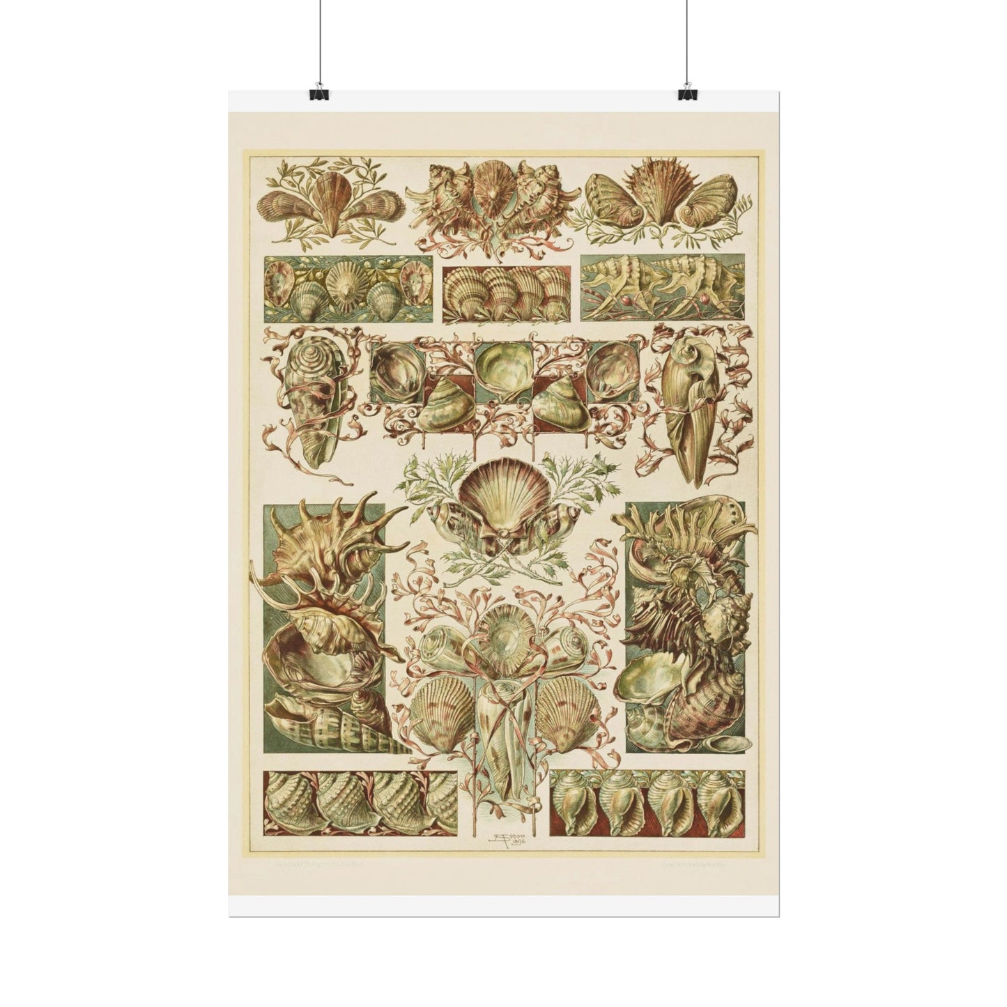 Shells - From "The Animal in Decorative Art"