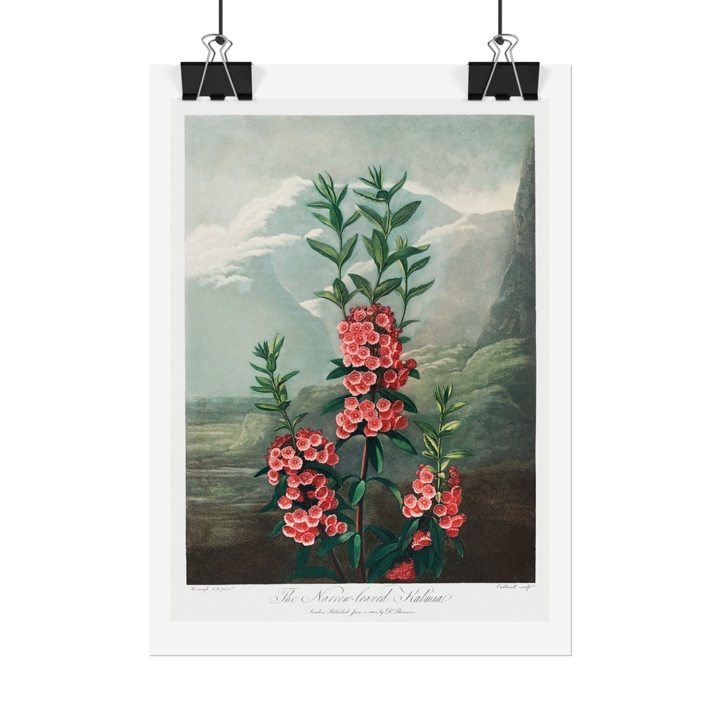 The Narrow-Leaved Kalmia from the Temple of Flora