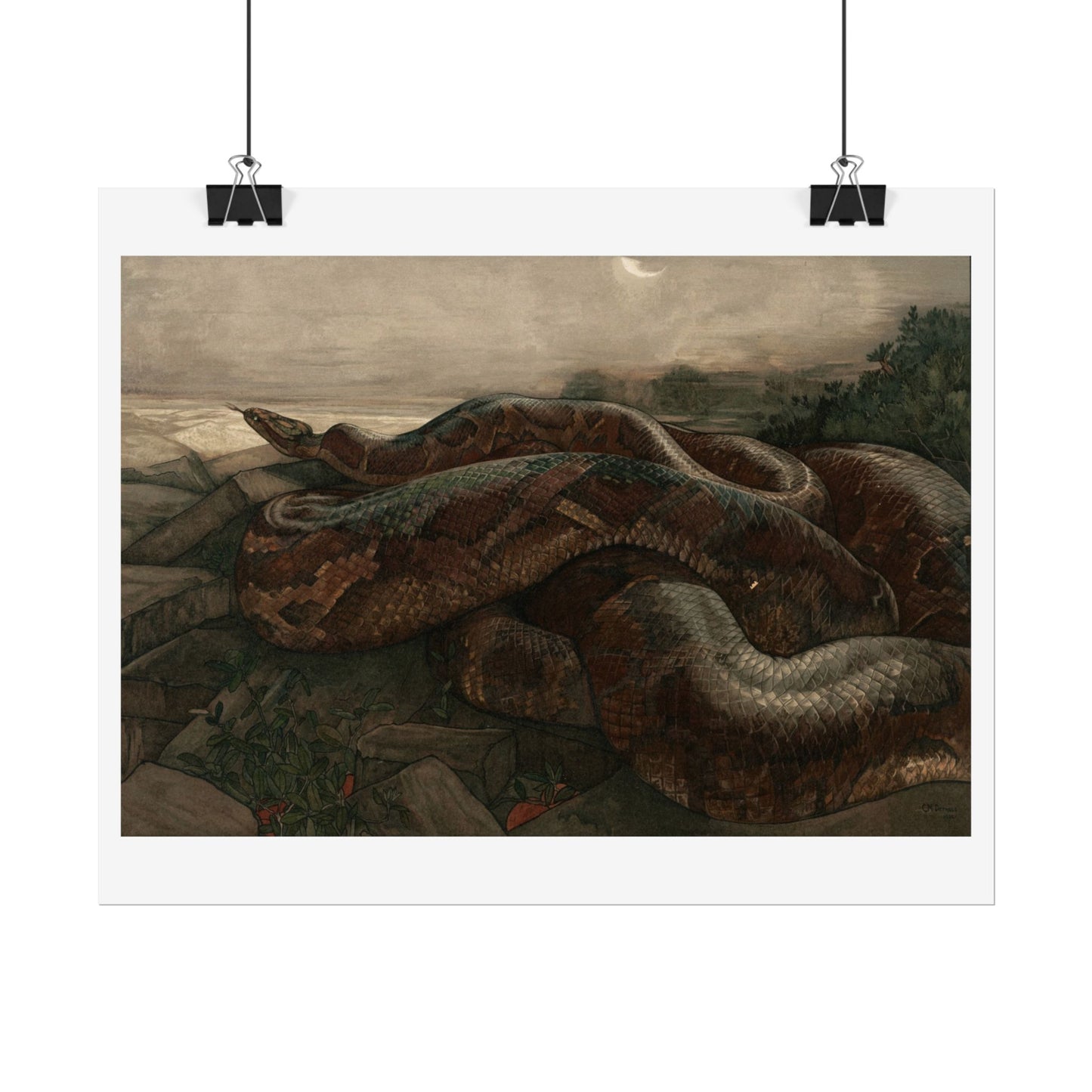 Kaa the Python - From "The Jungle Book"