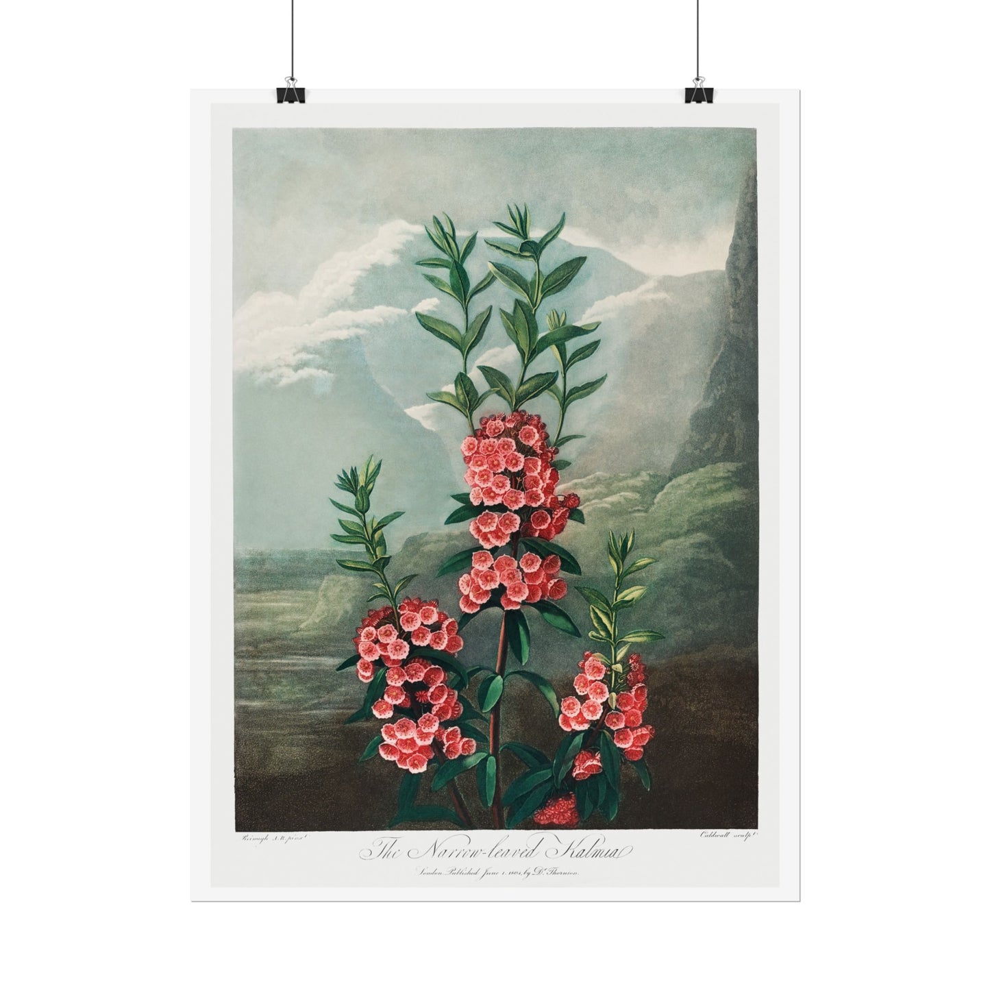 The Narrow-Leaved Kalmia from the Temple of Flora