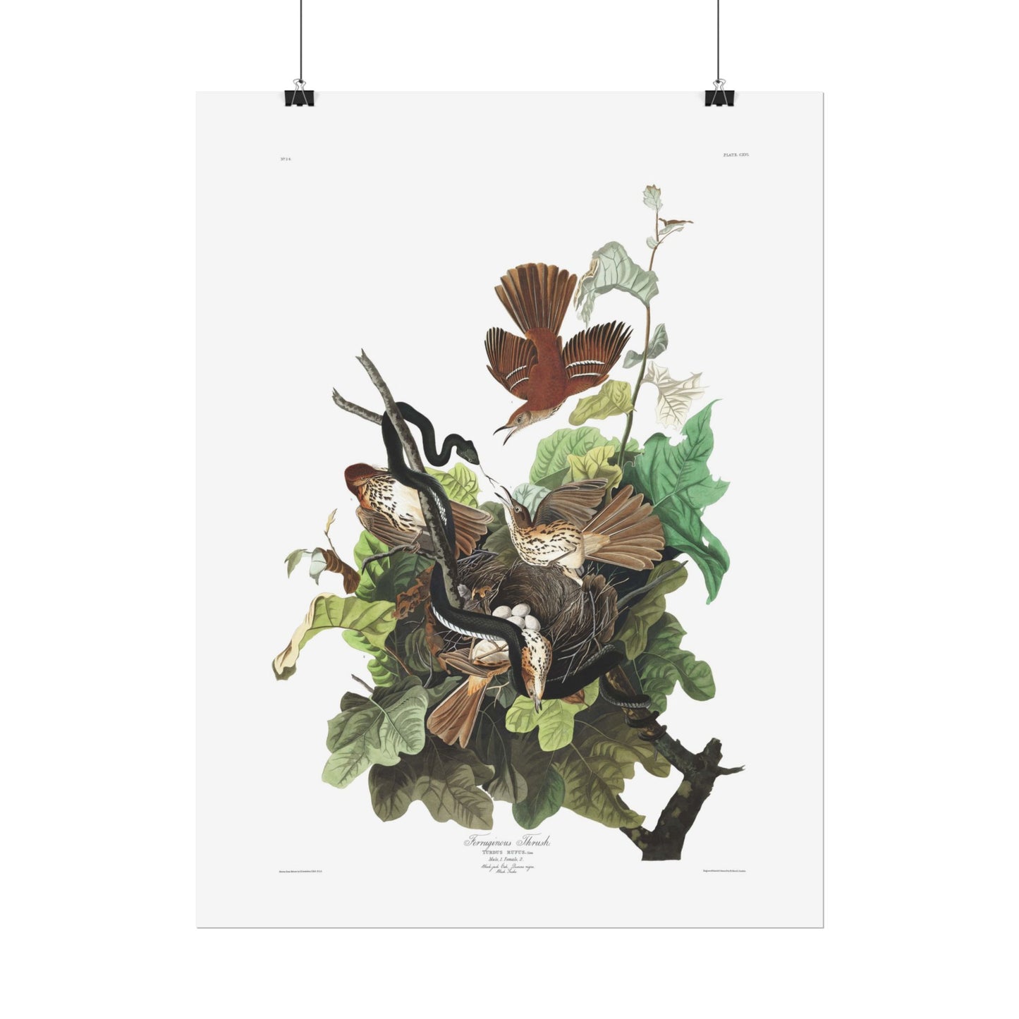 Ferruginous Thrush - from "The Birds of America"