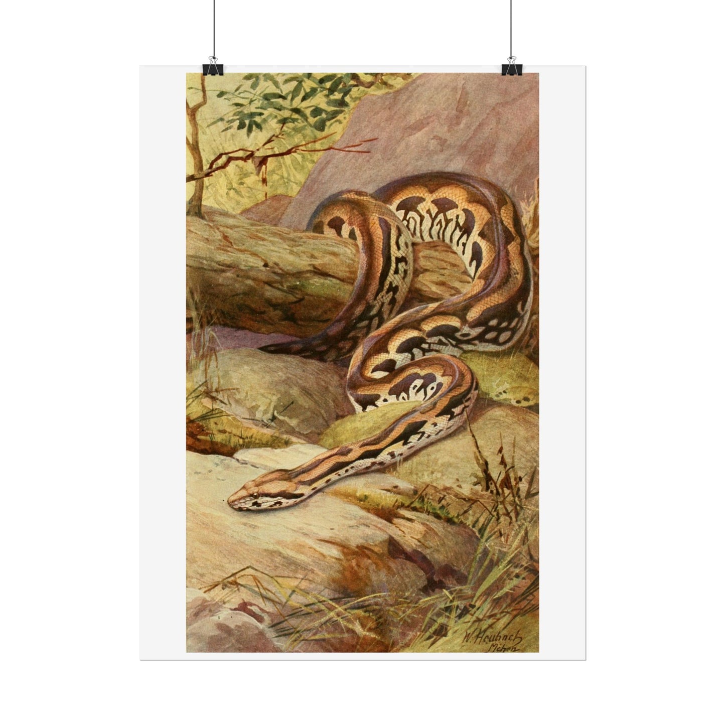 Anaconda - Colourised engraving from "Brehm's Life of Animals"
