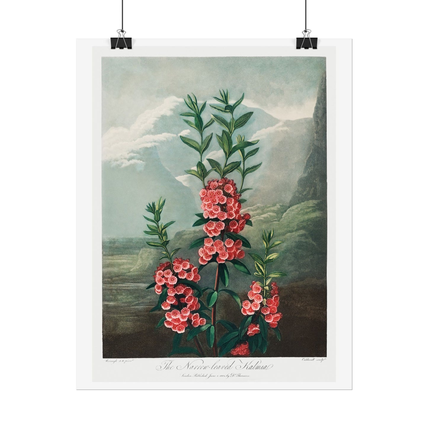 The Narrow-Leaved Kalmia from the Temple of Flora