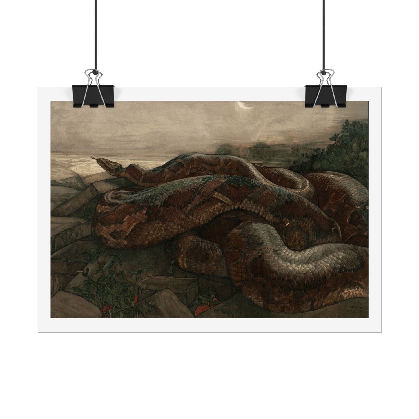 Kaa the Python - From "The Jungle Book"