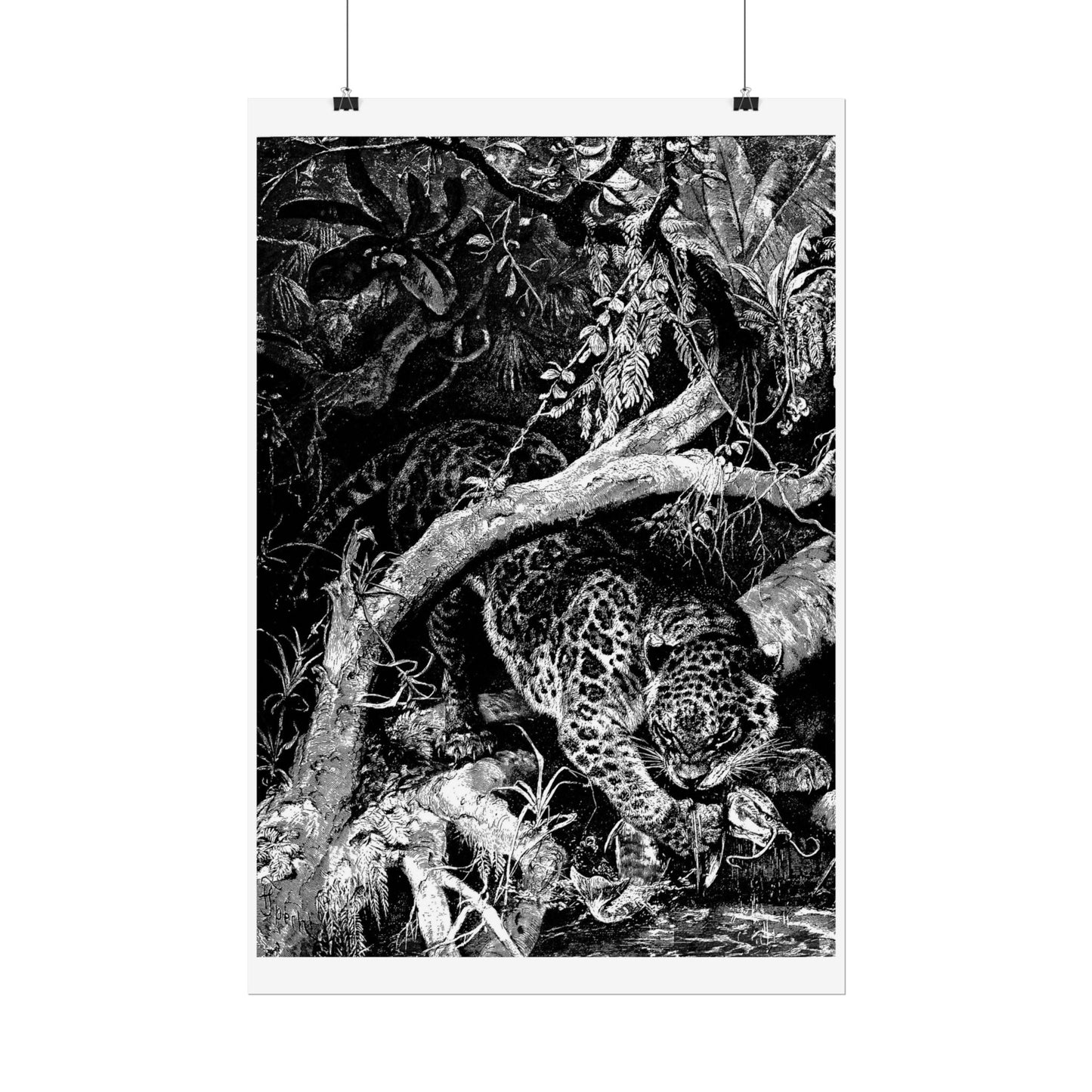 Jaguar catching a Fish - Engraving from "Brehm's Life of Animals"